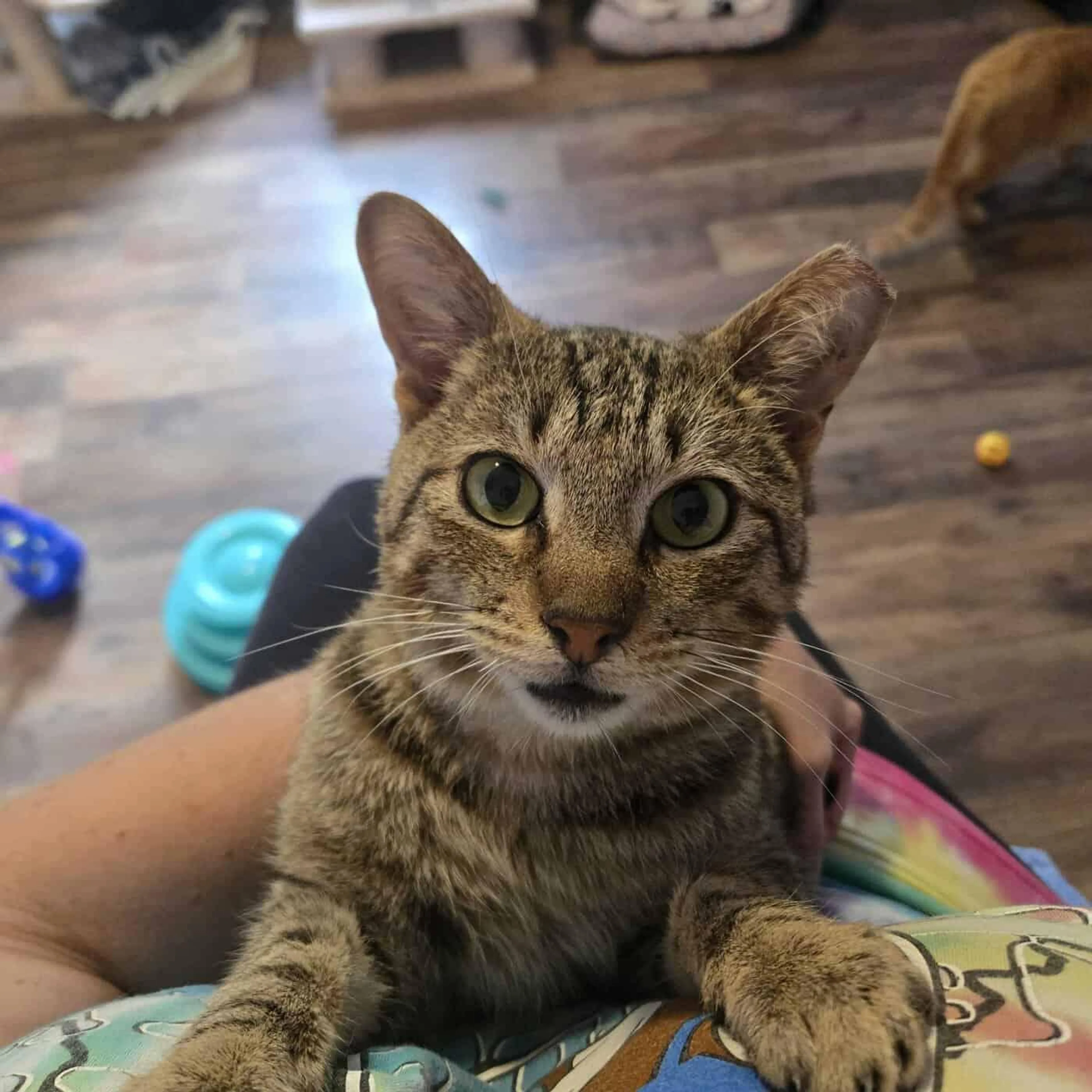 Found pet-1
