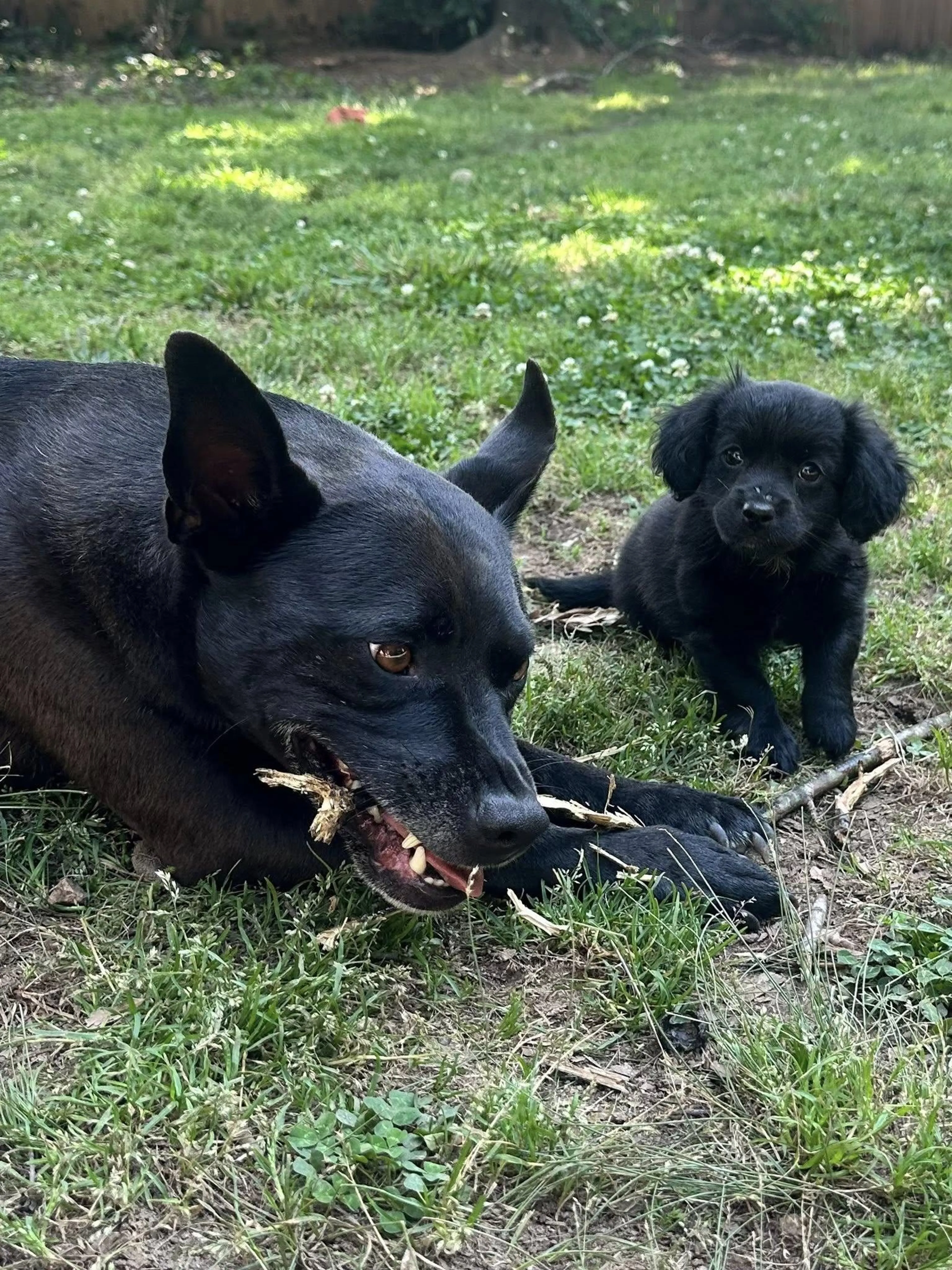 Found pet-2