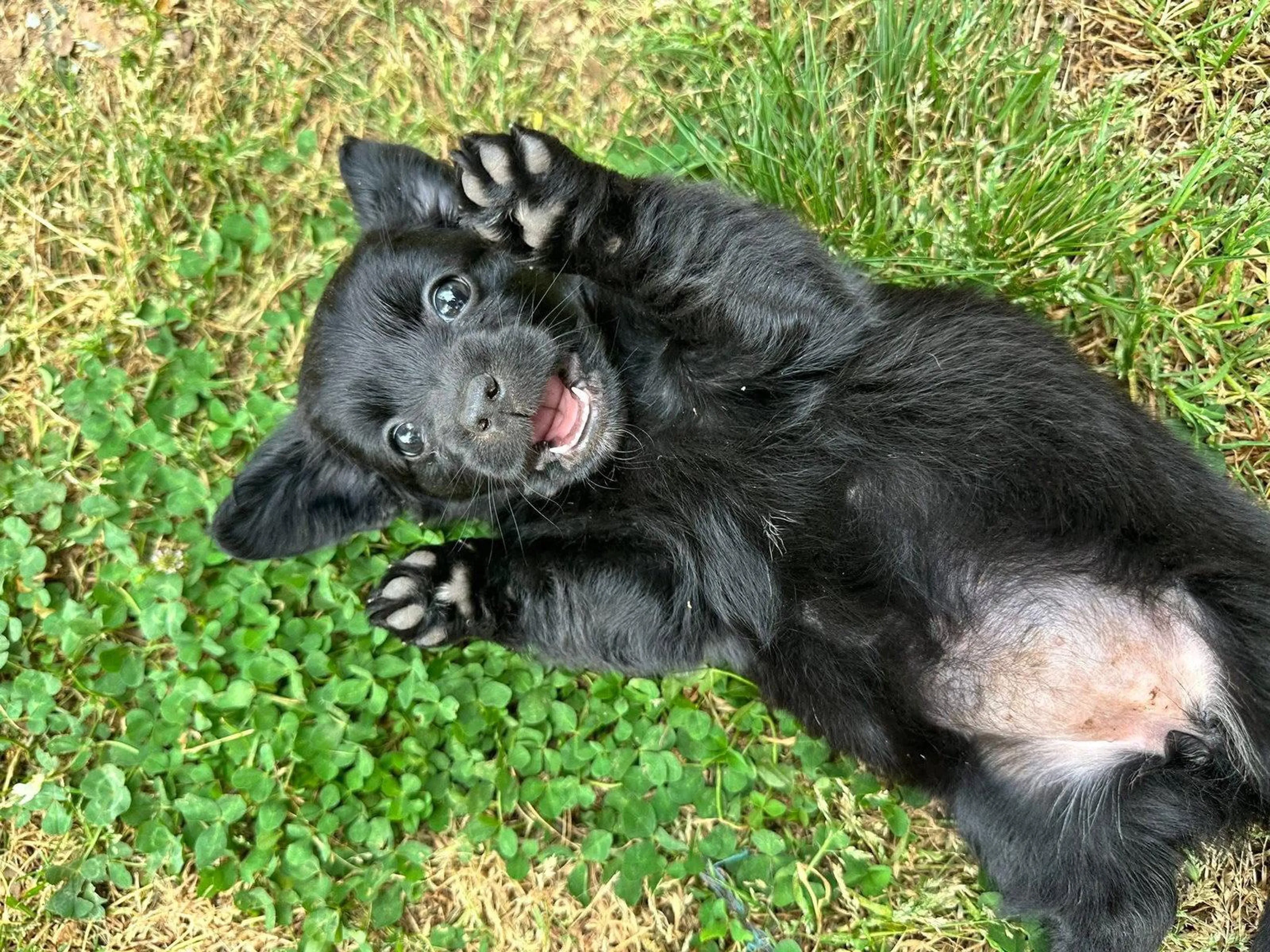 Found pet-0