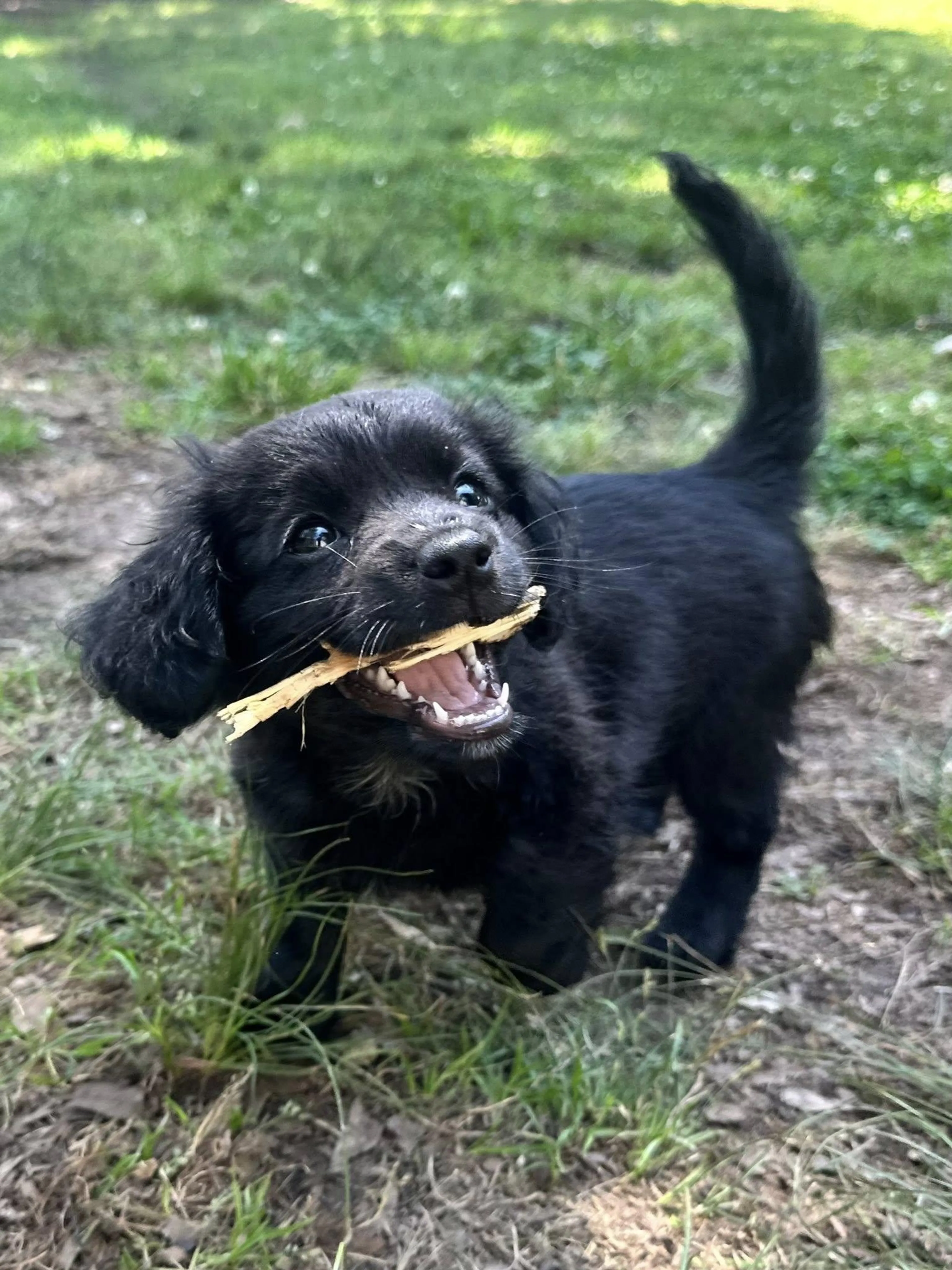 Found pet-1