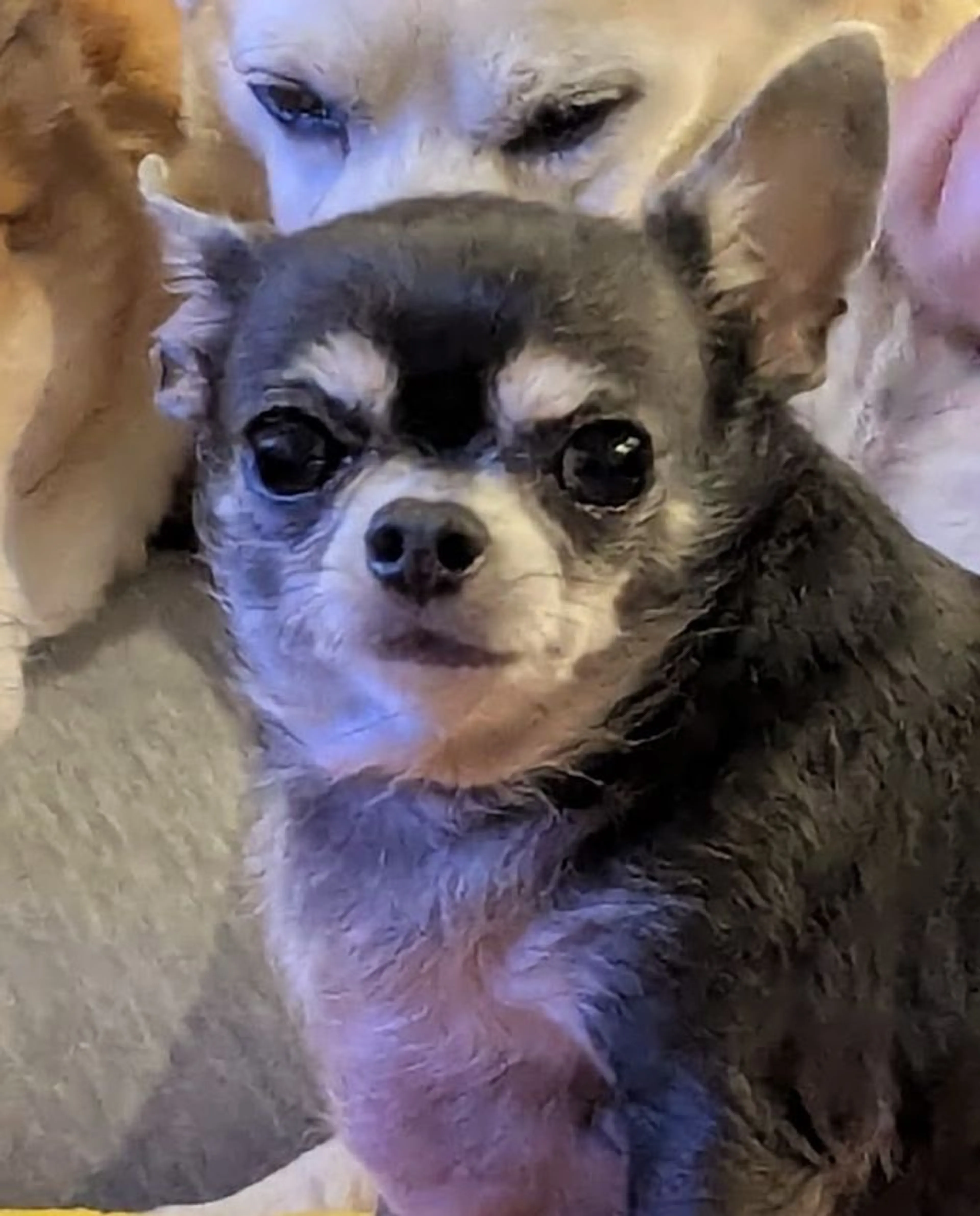 Lost pet-0