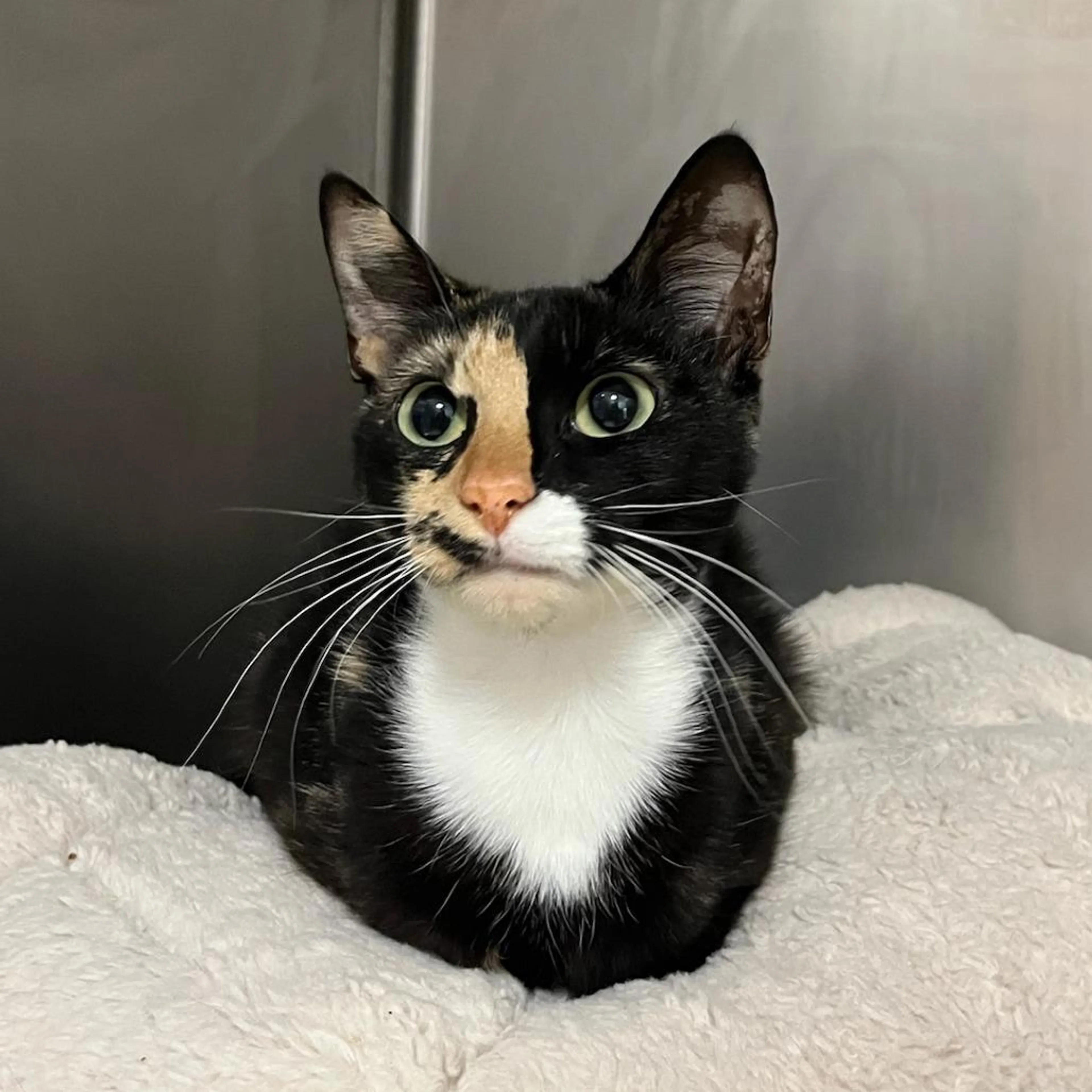 Found pet-1