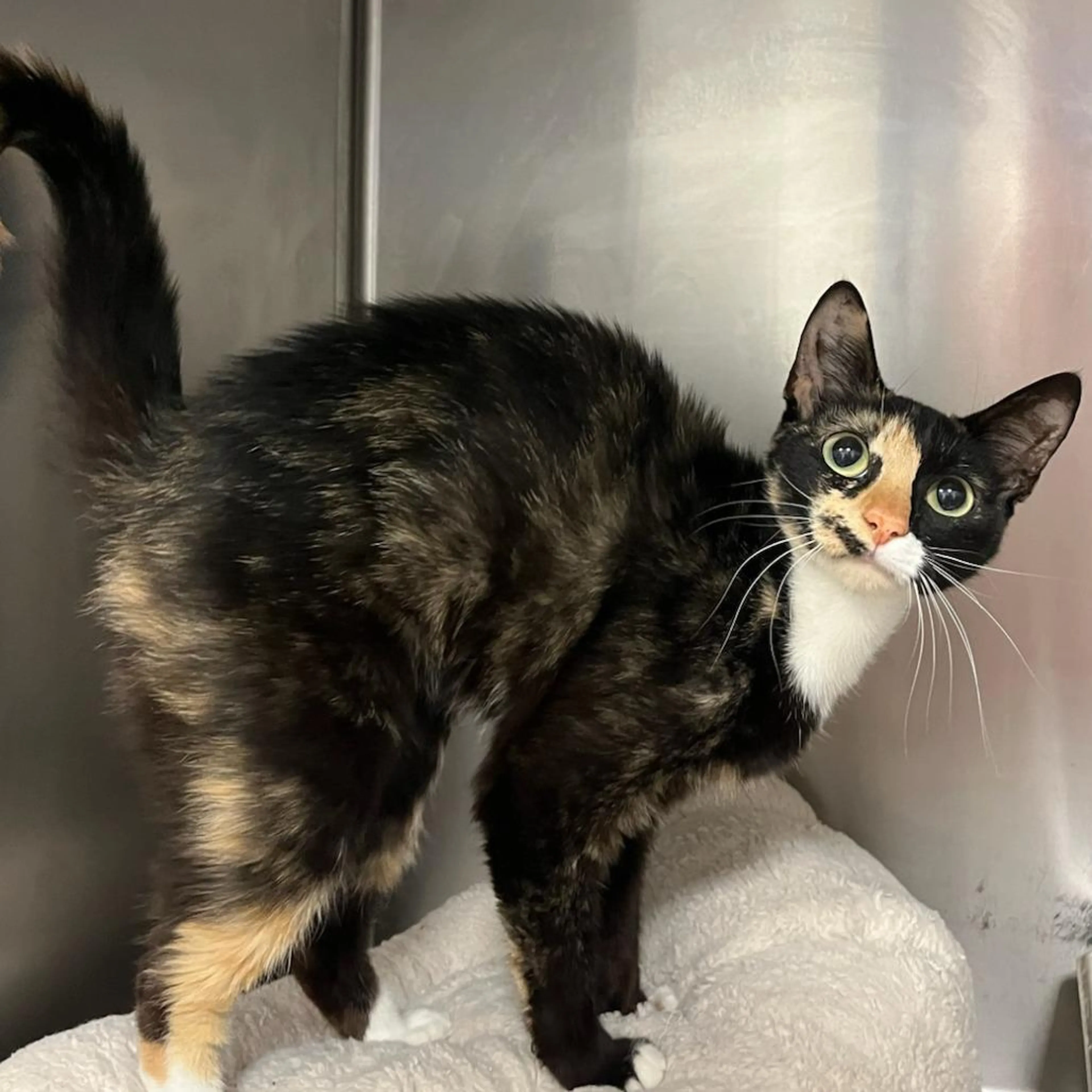 Found pet-2