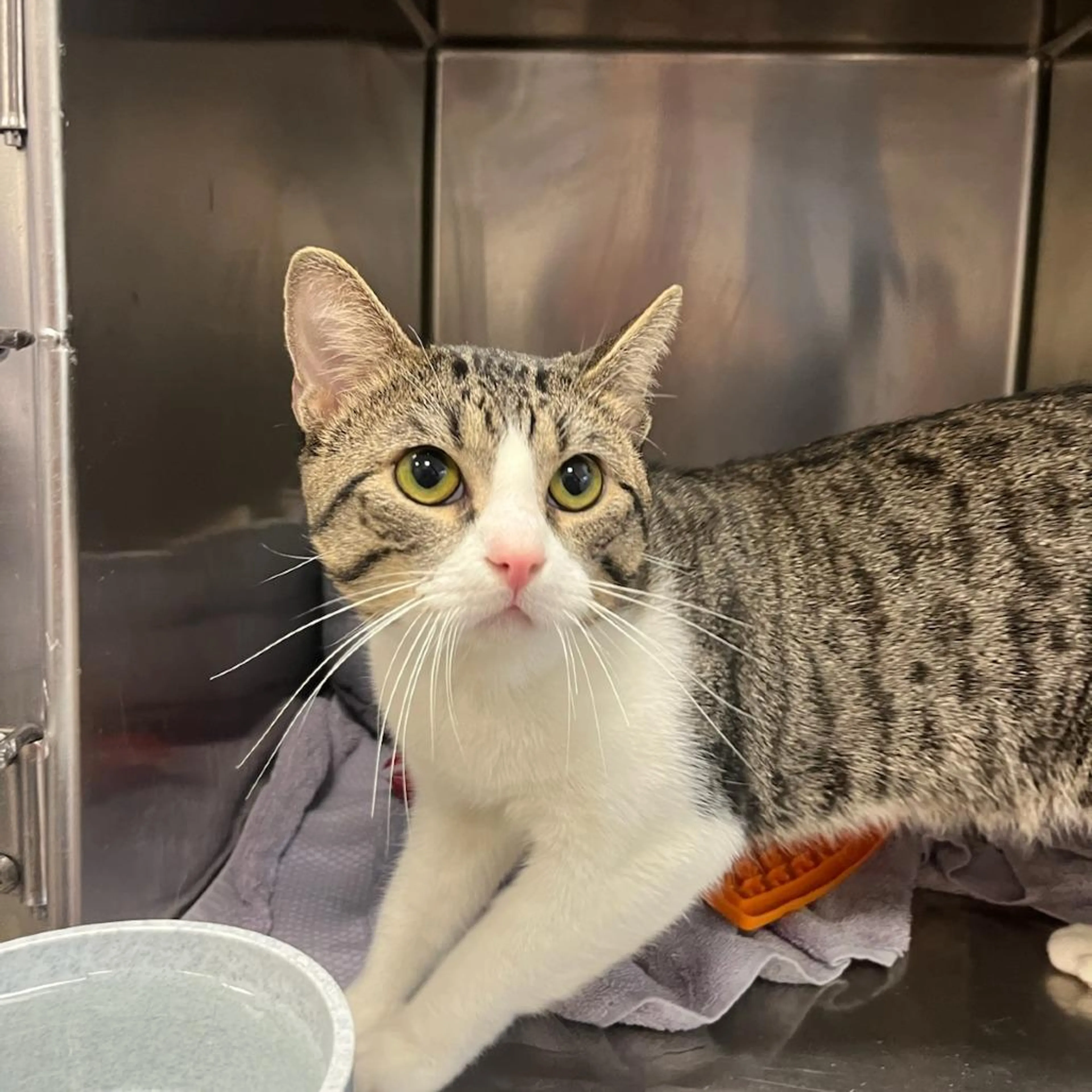 Found pet-2