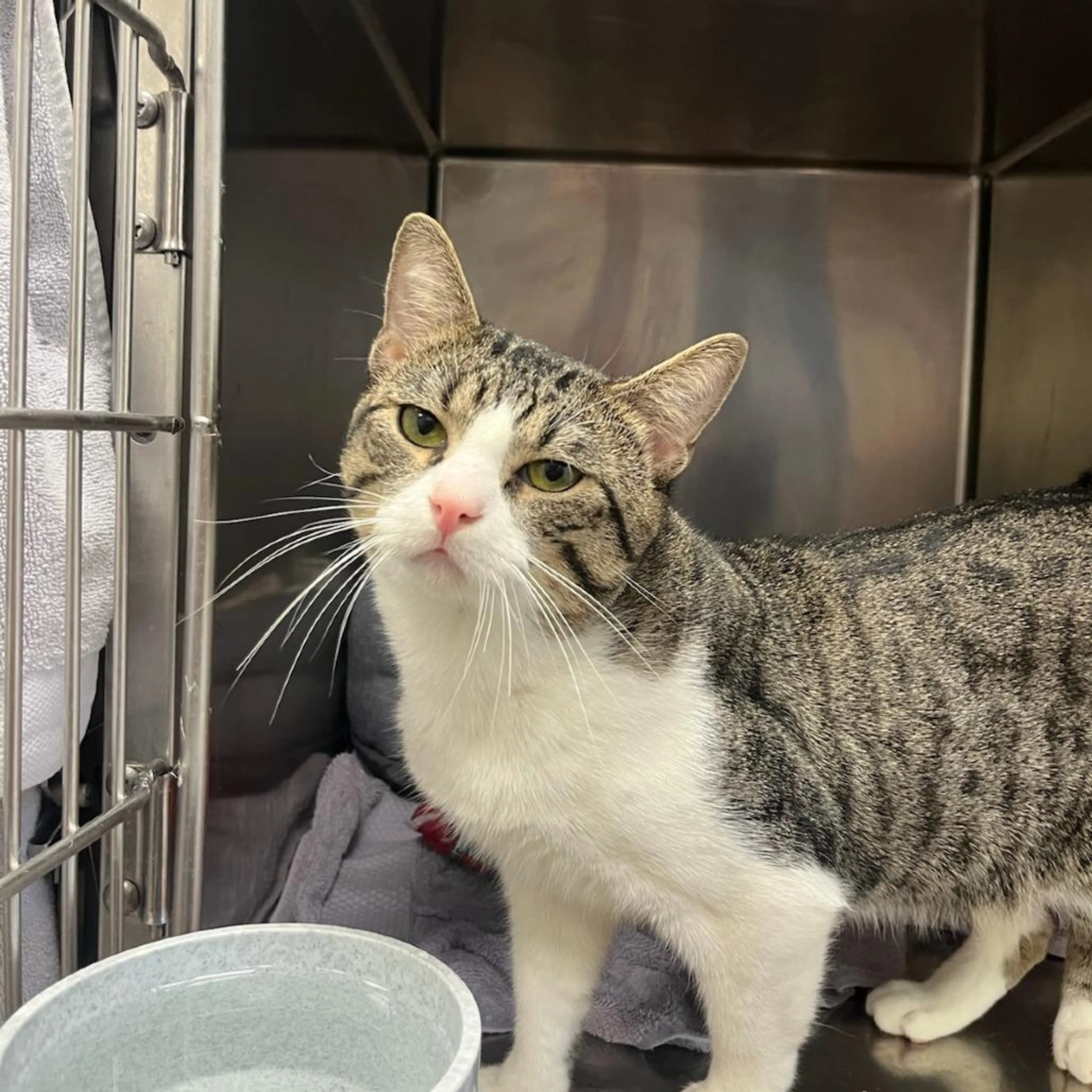 Found pet-1