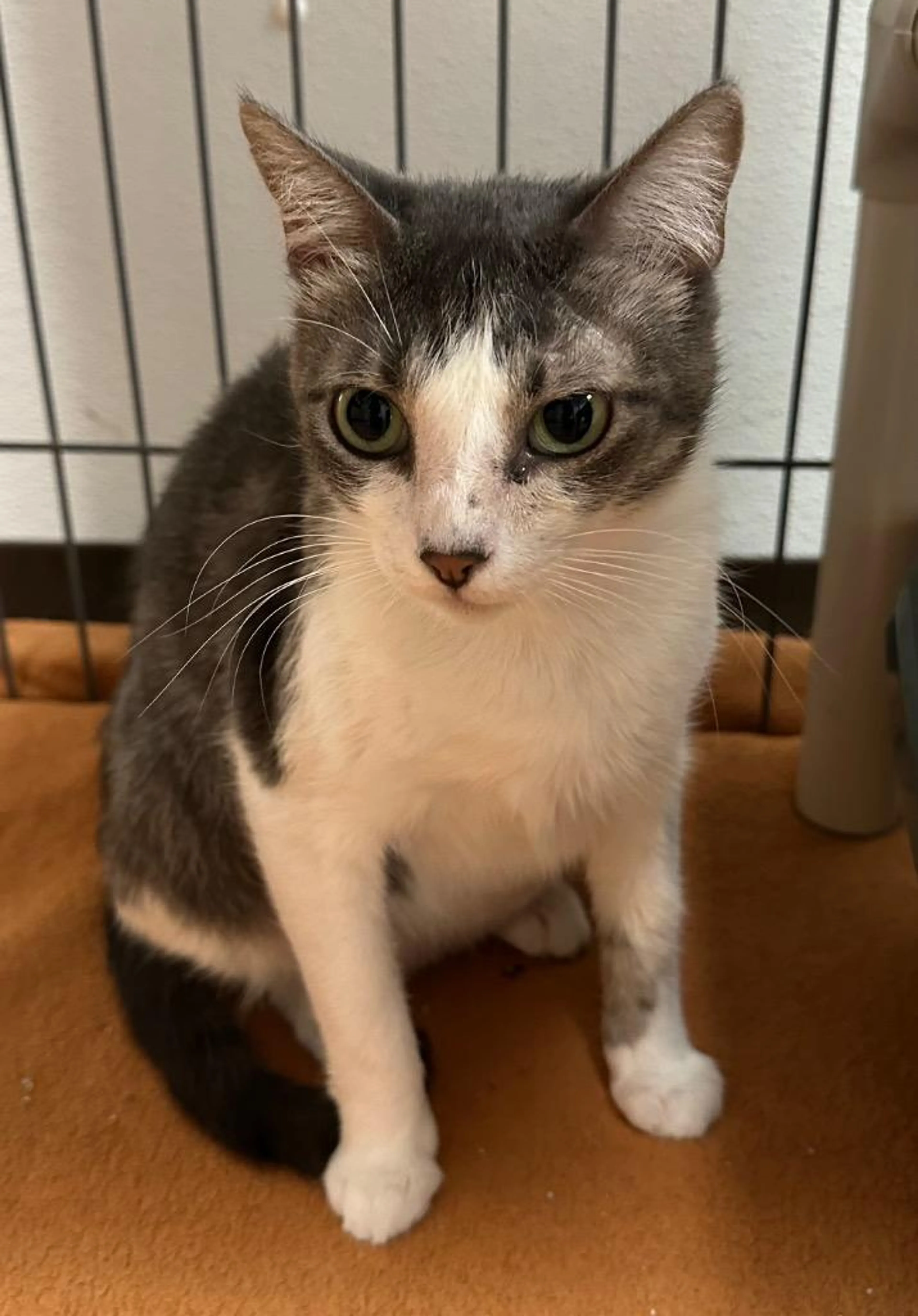 Found pet