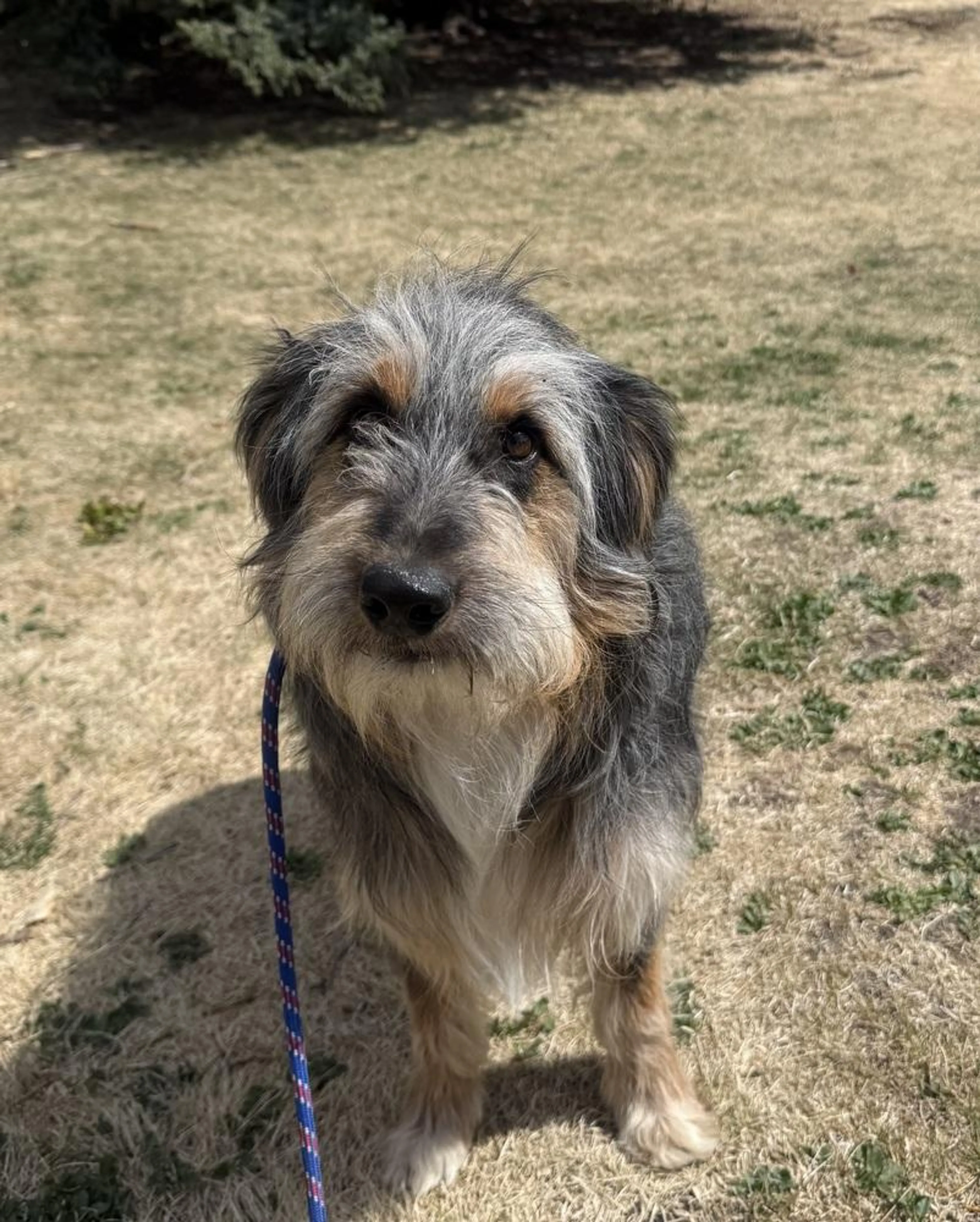 Found pet-2