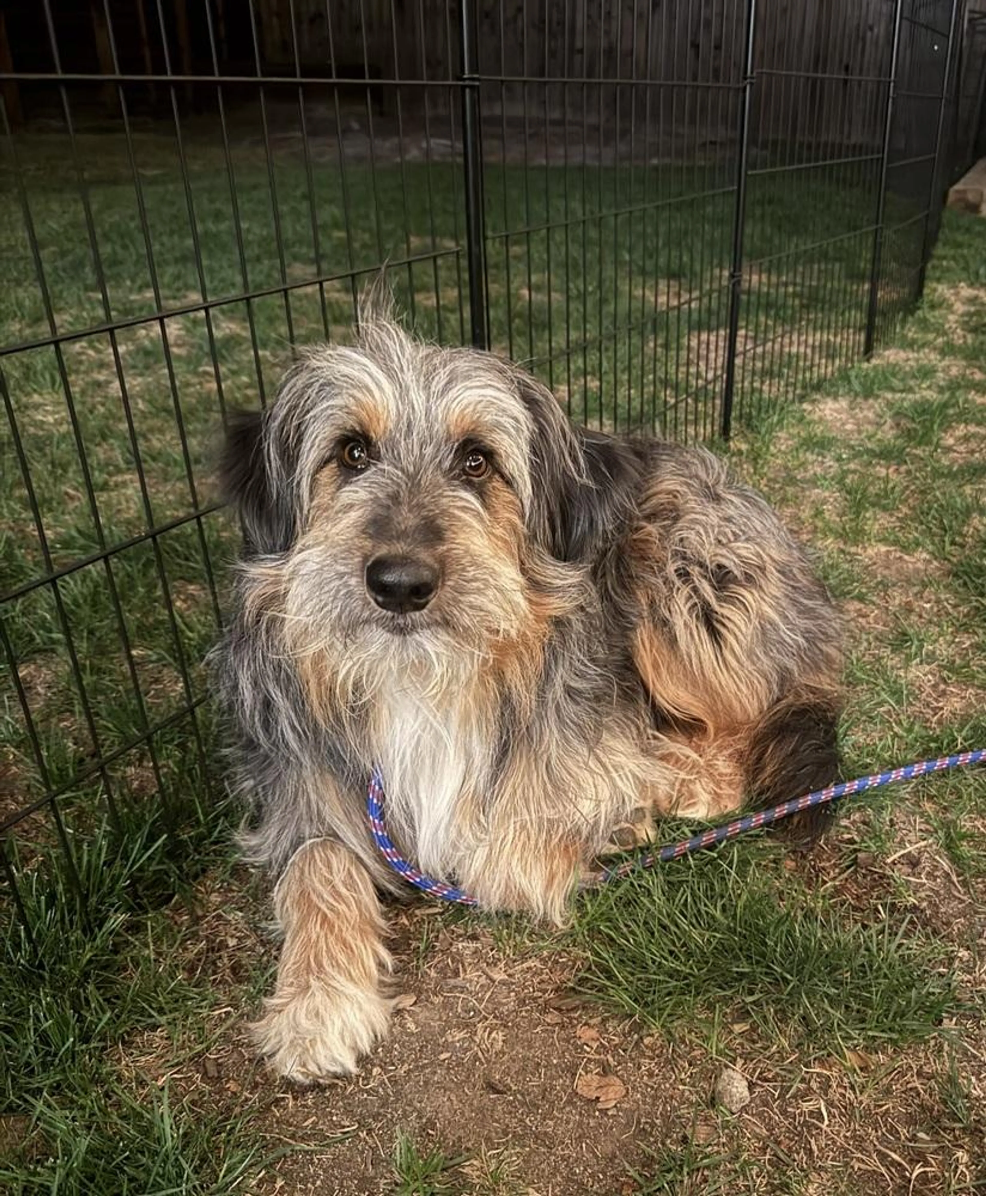 Found pet-4