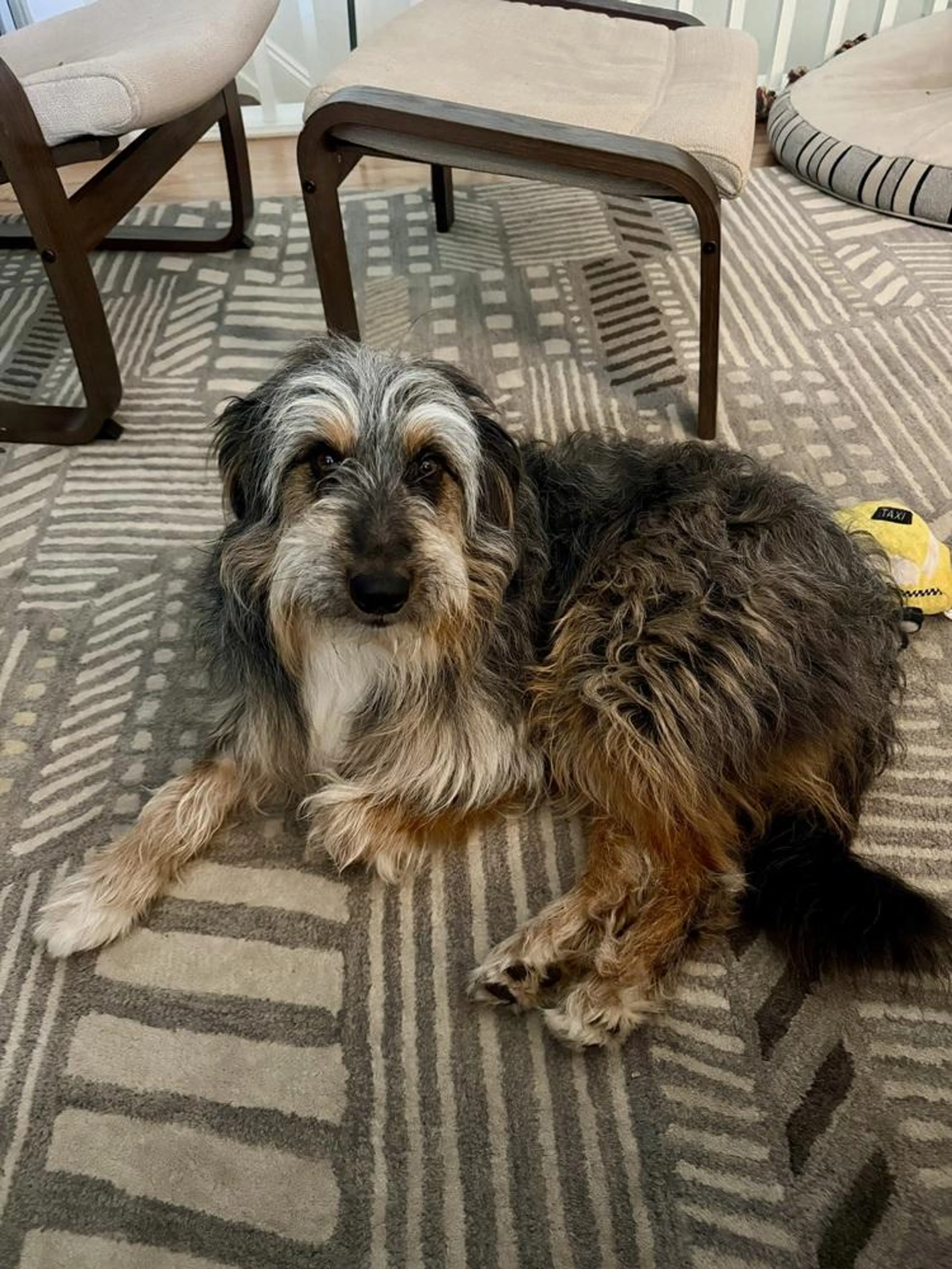 Found pet-0