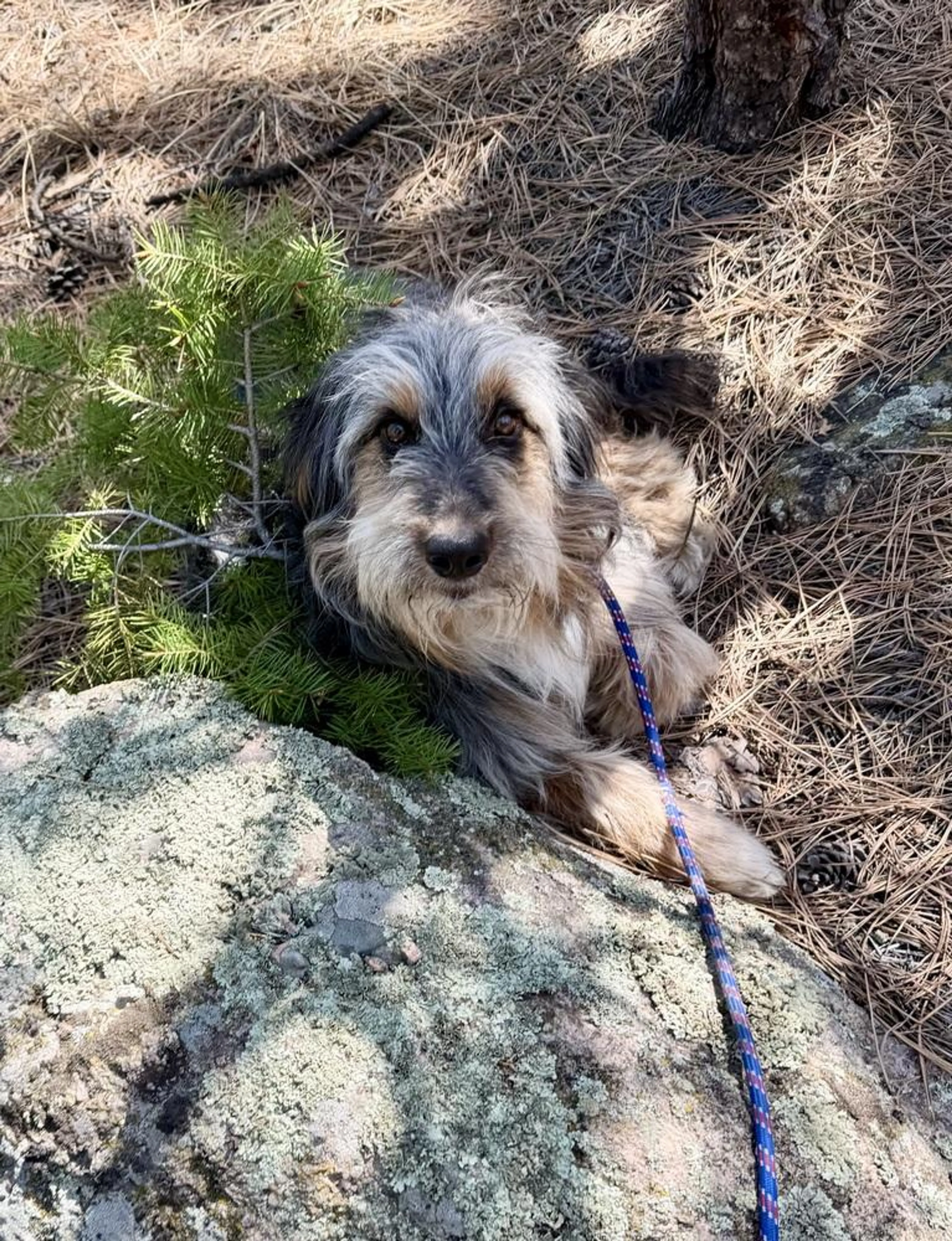 Found pet-1