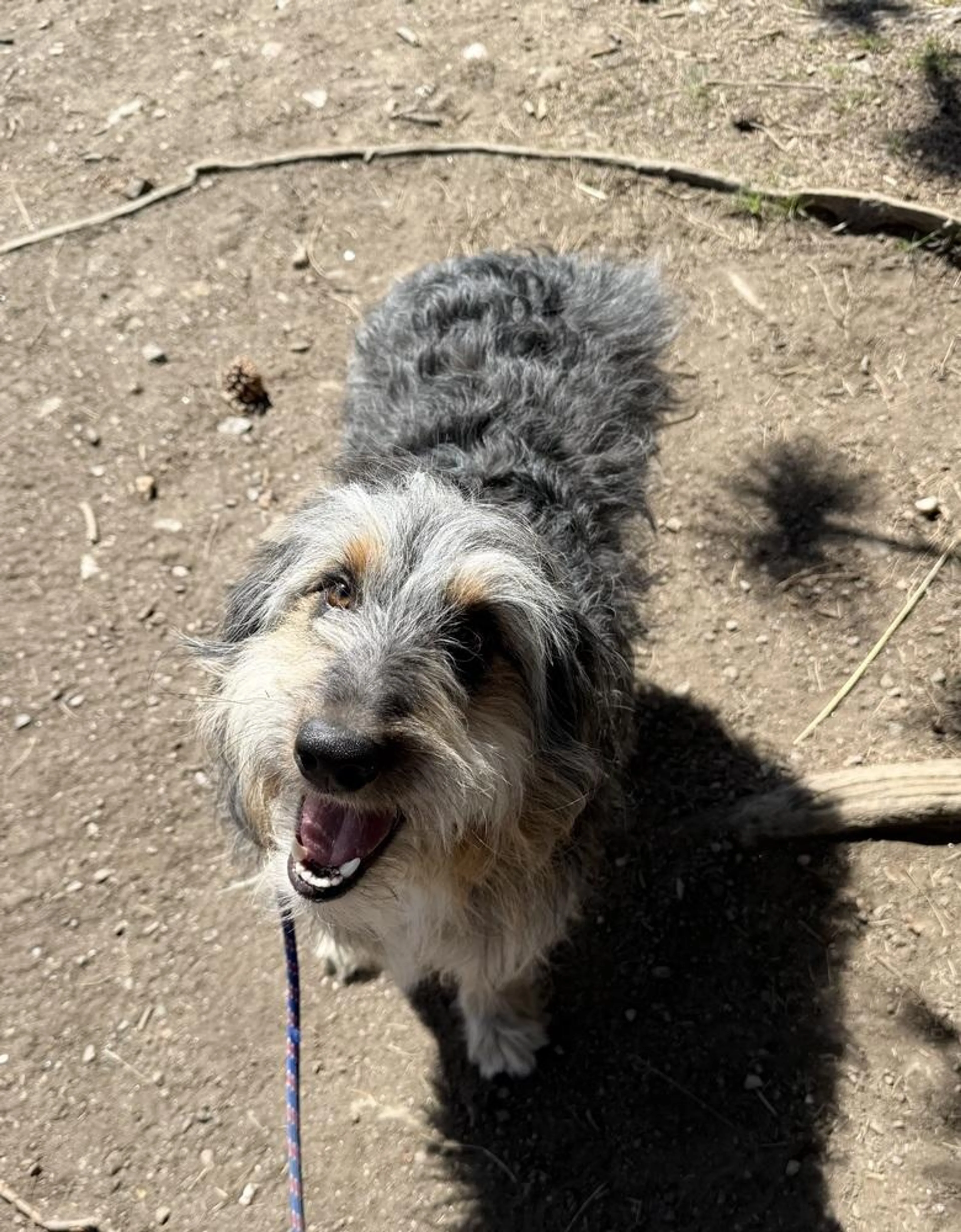 Found pet-3