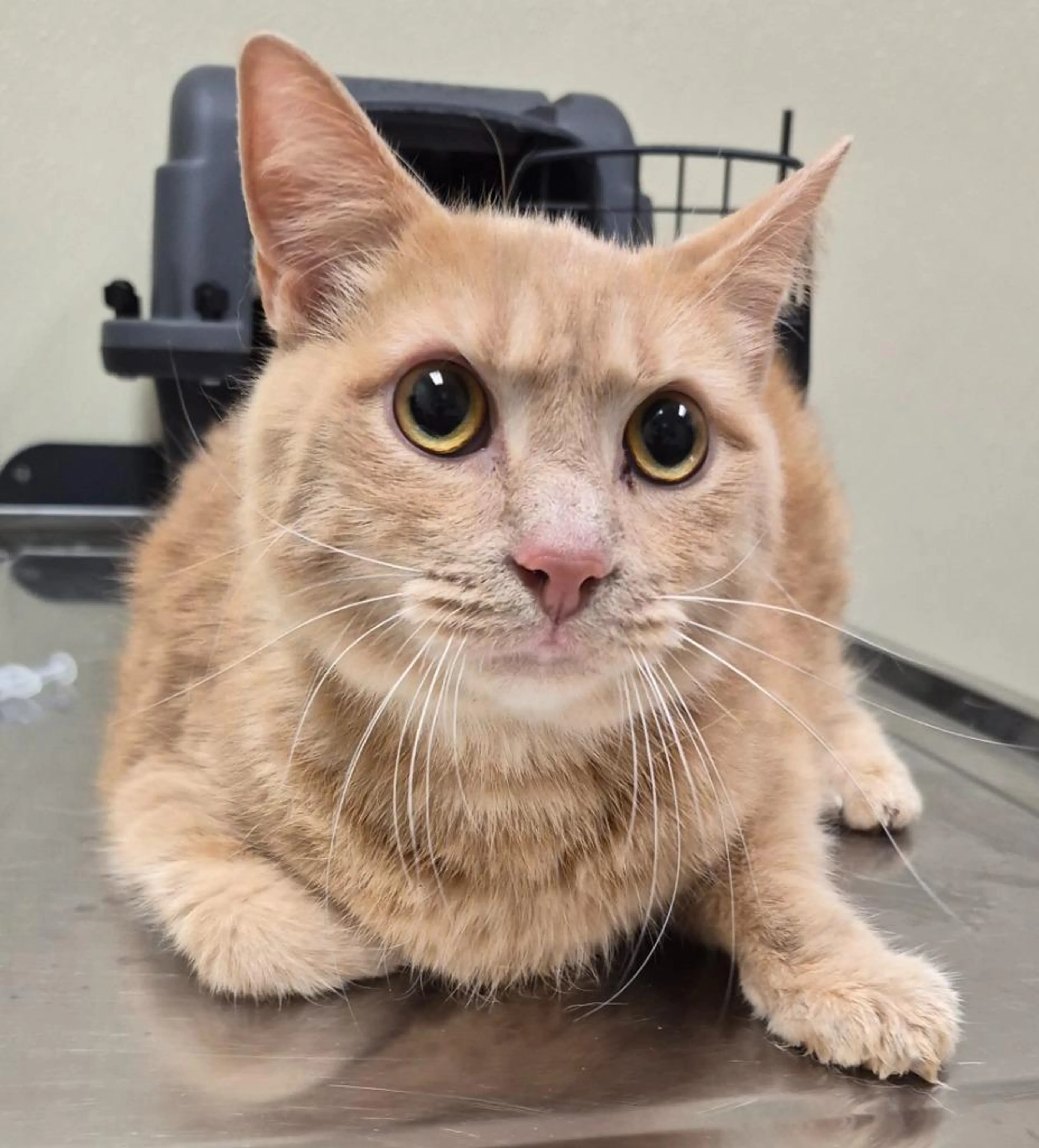 Found pet