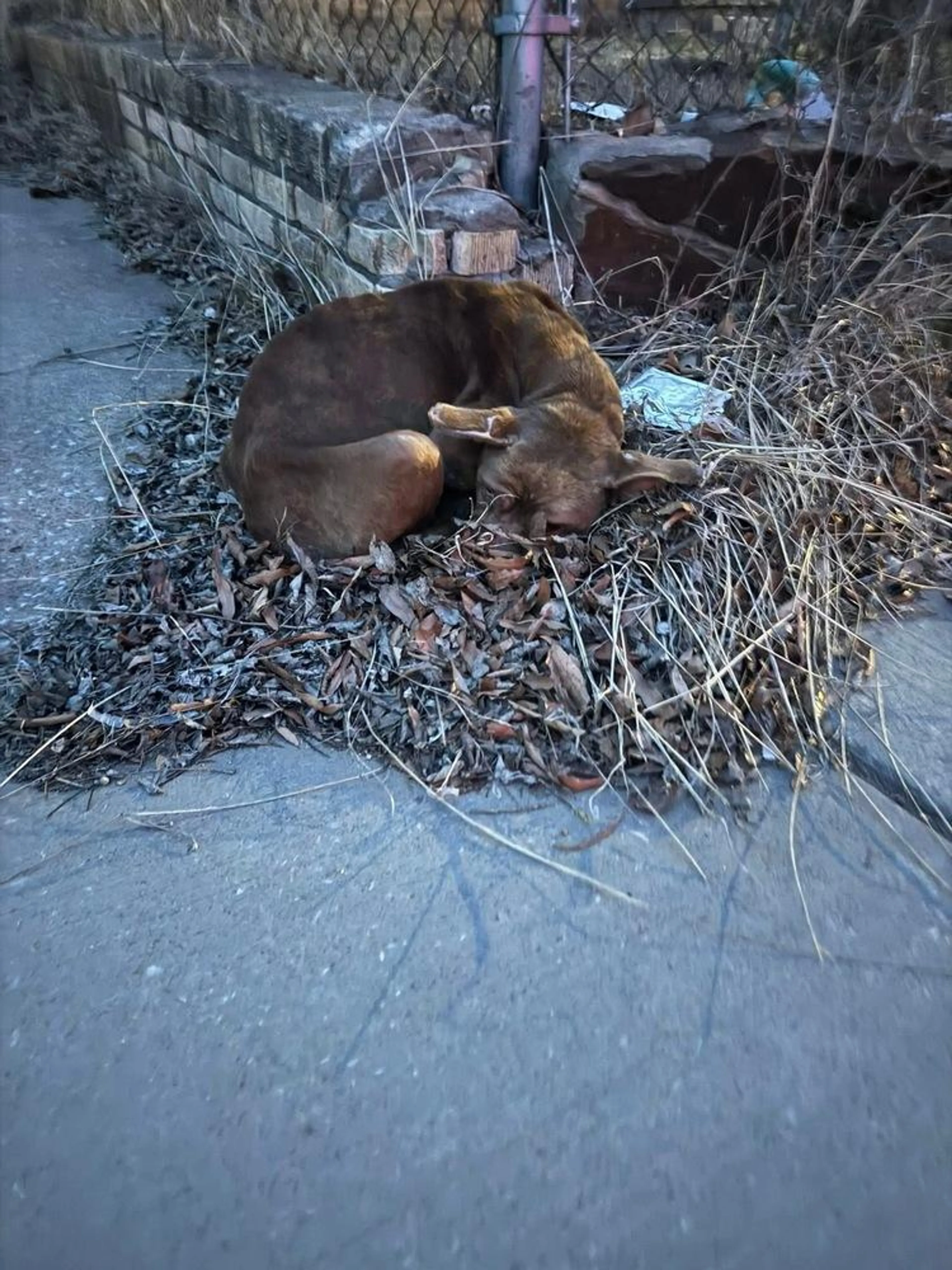 Found pet-3