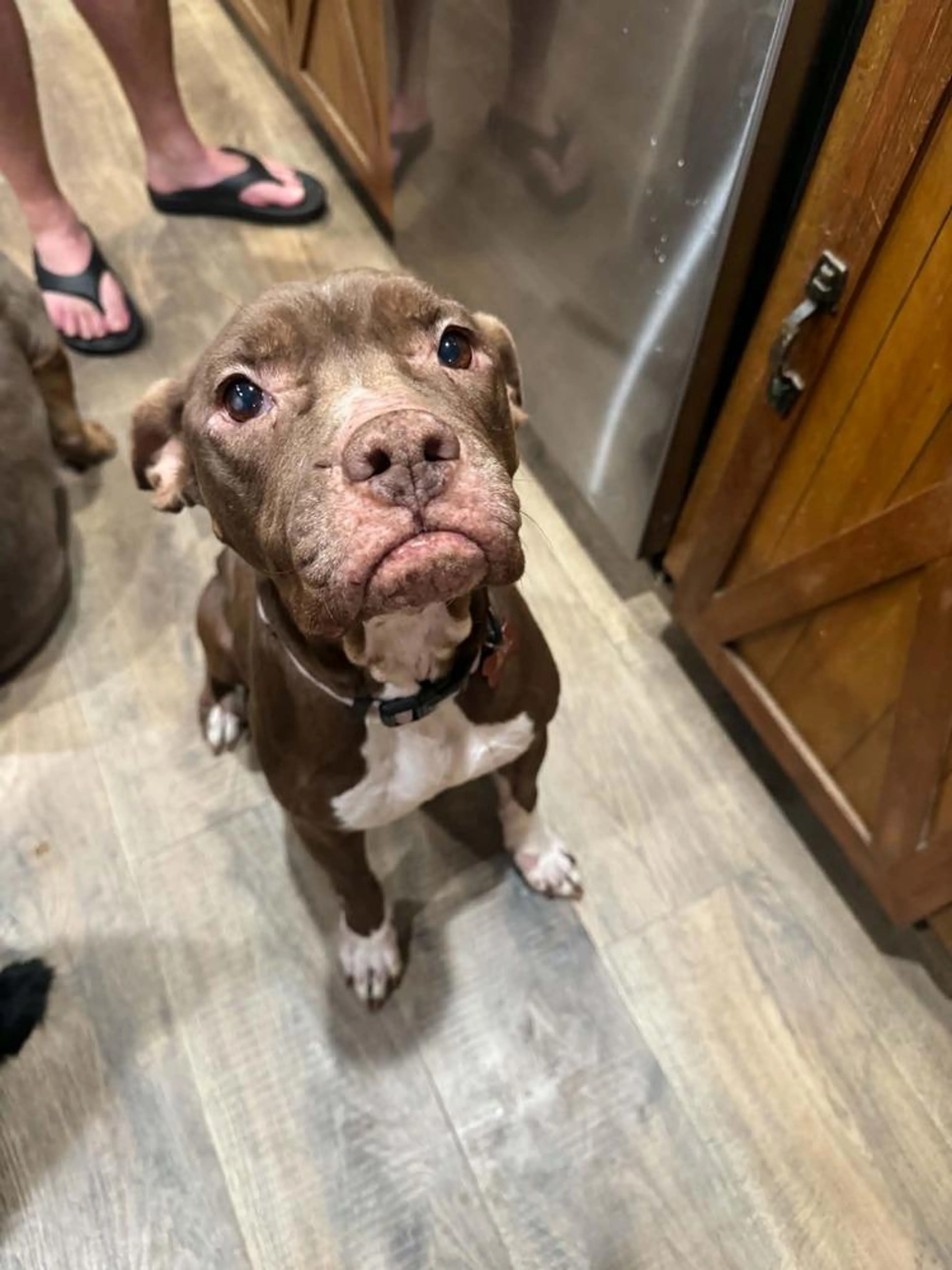 Found pet-1