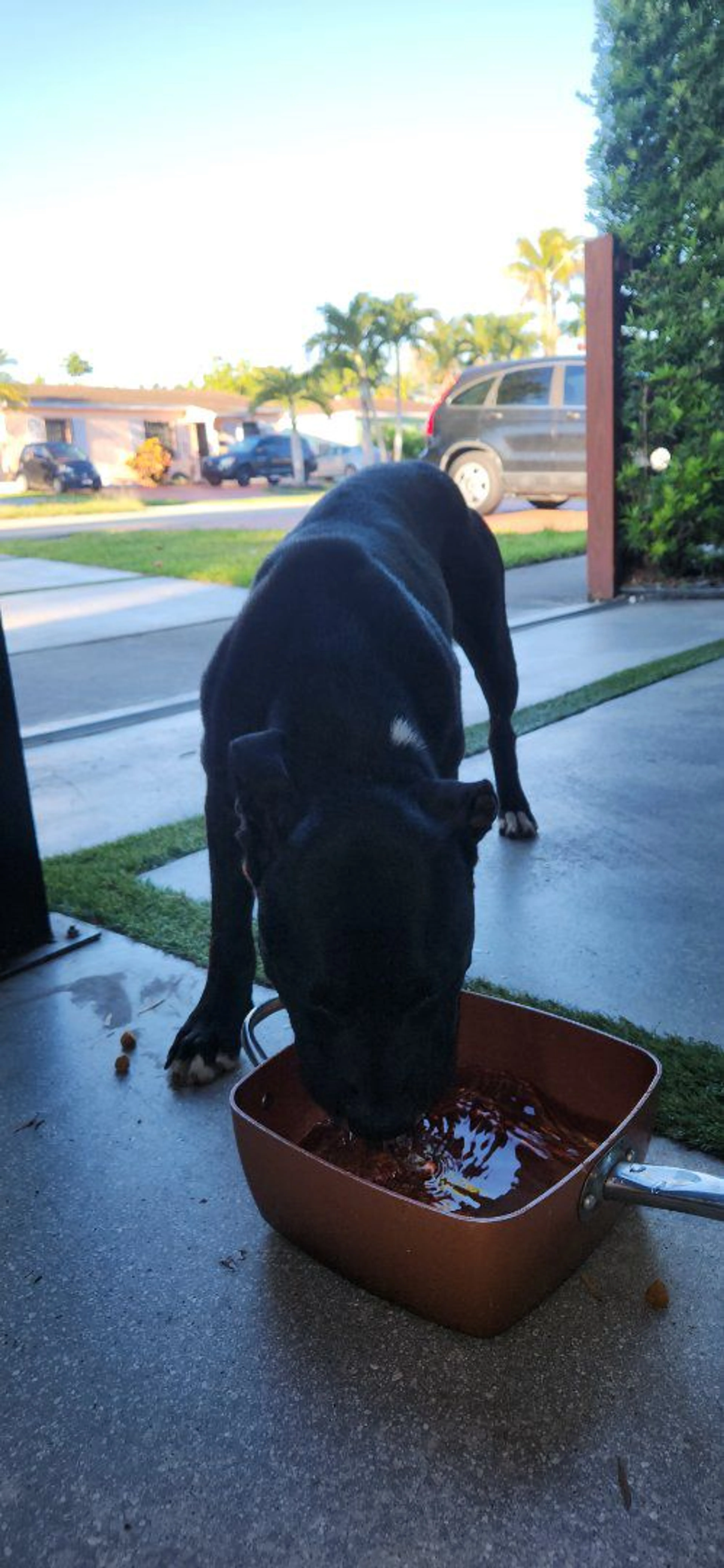 Lost pet-1