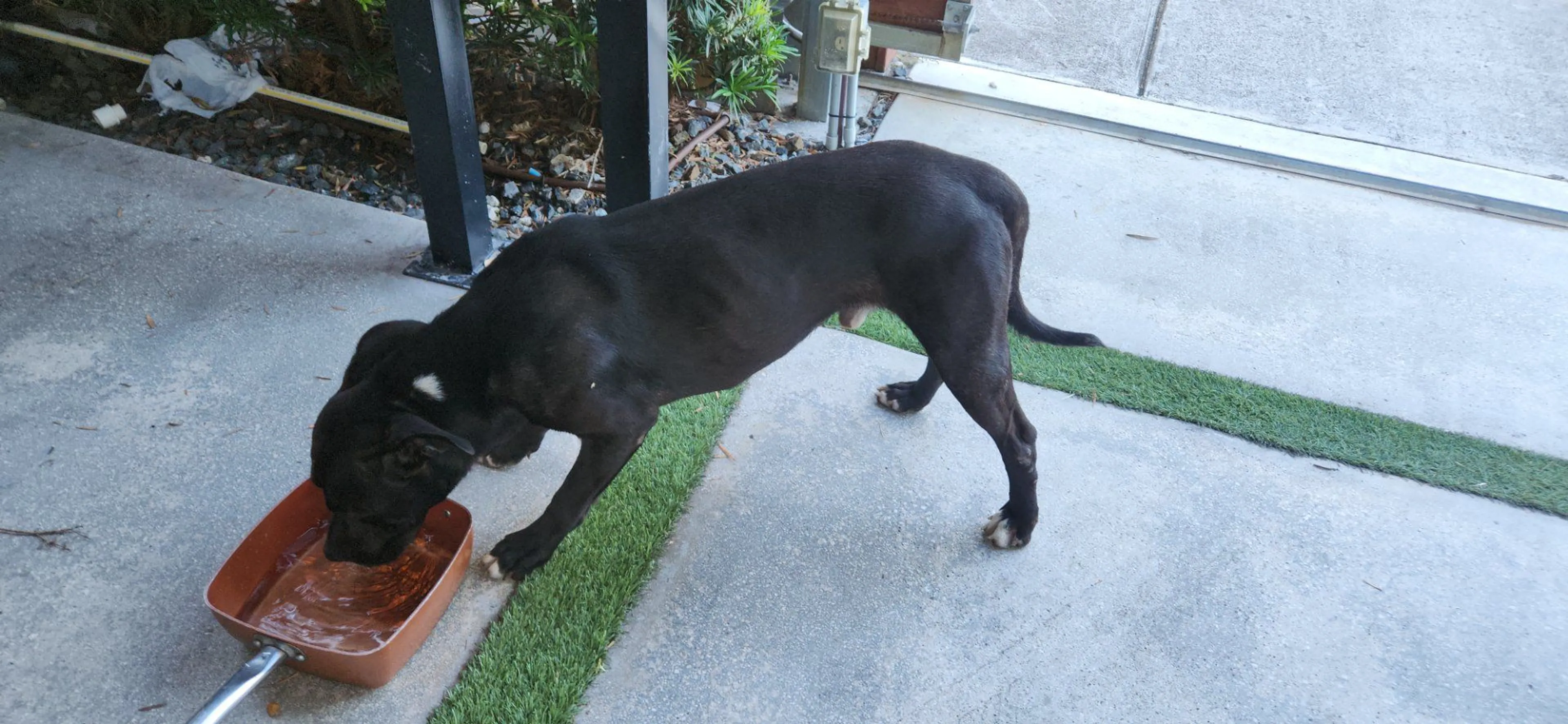 Lost pet-2