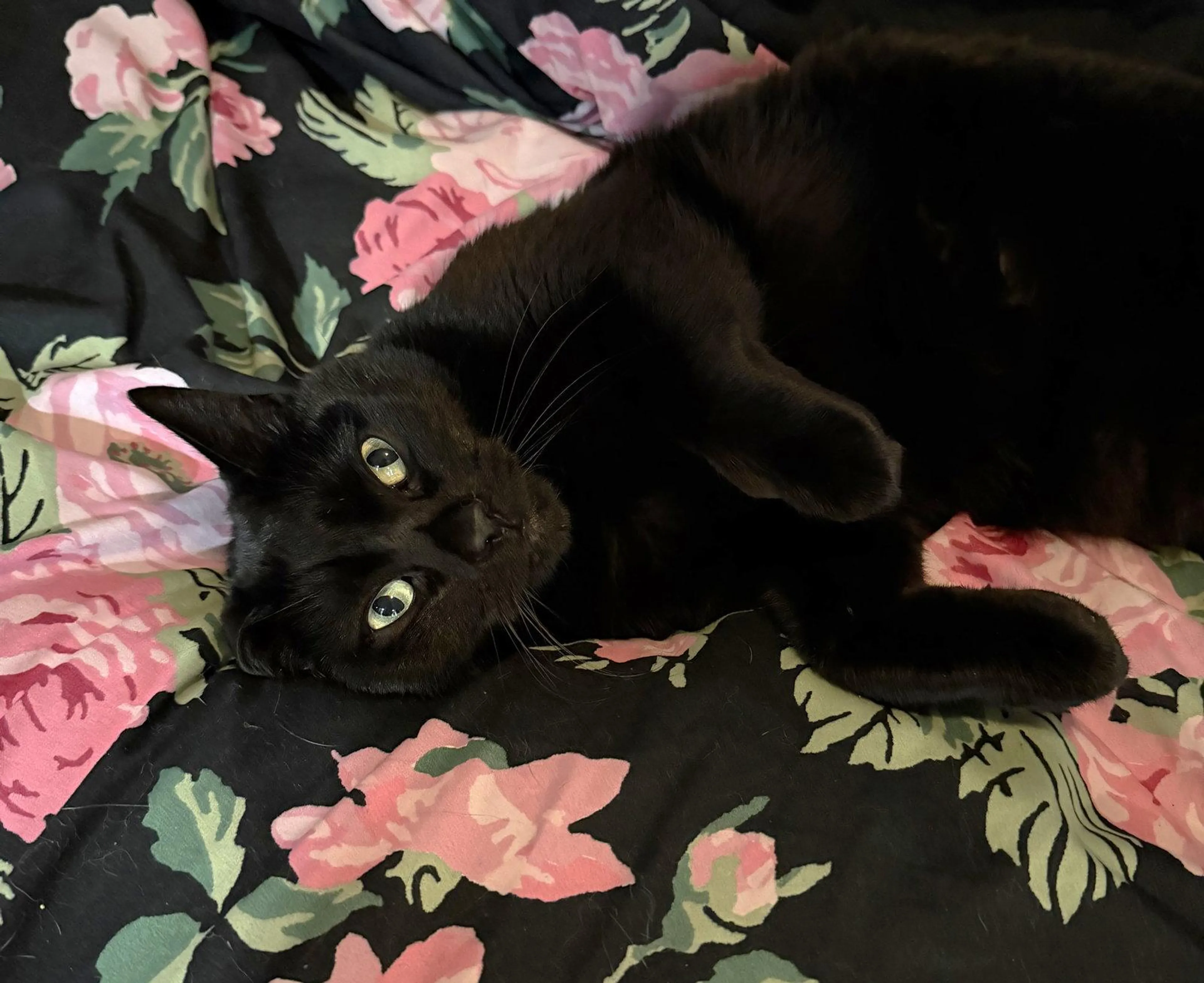 Found pet-1
