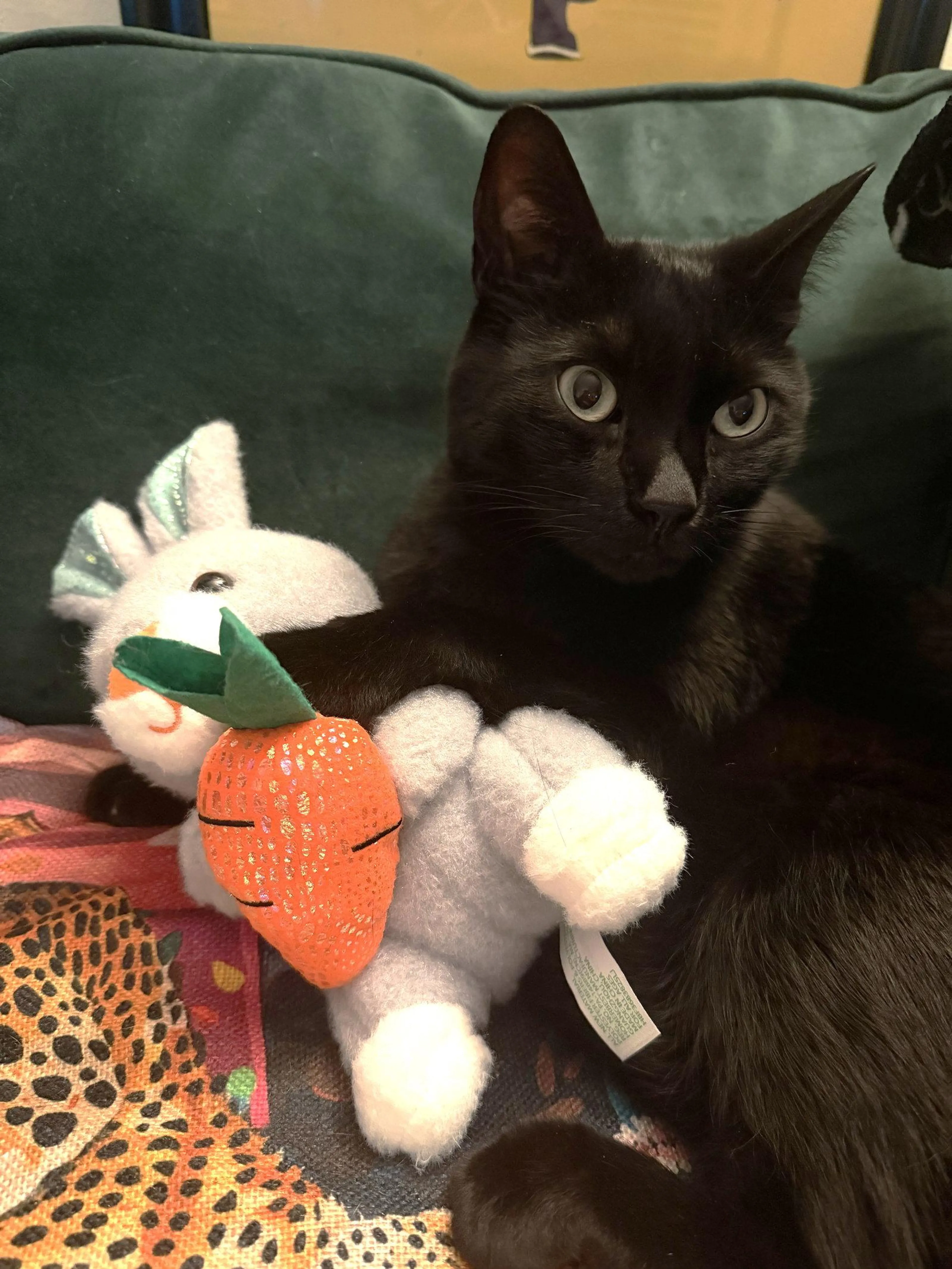 Found pet-2