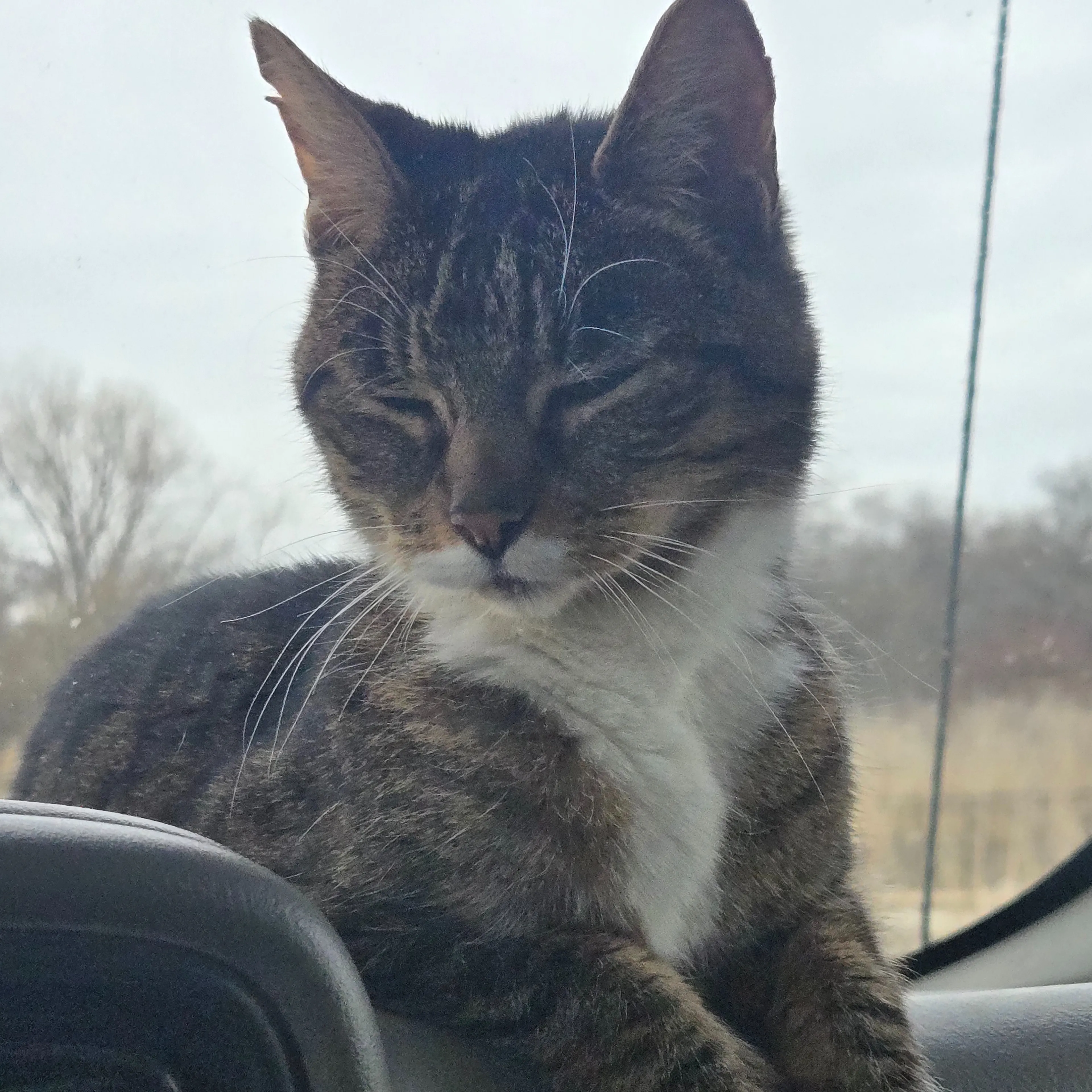 Lost pet-2