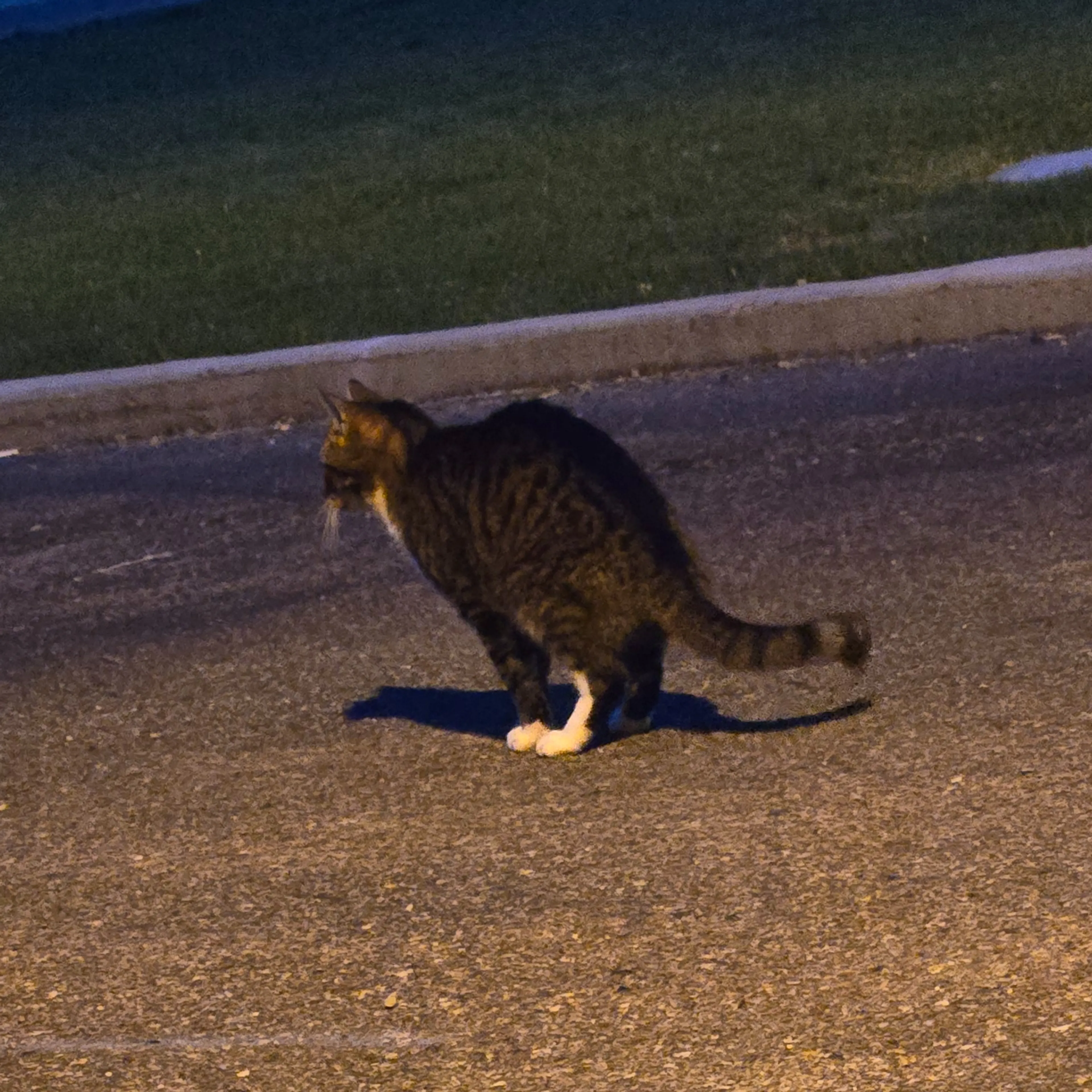 Lost pet-1