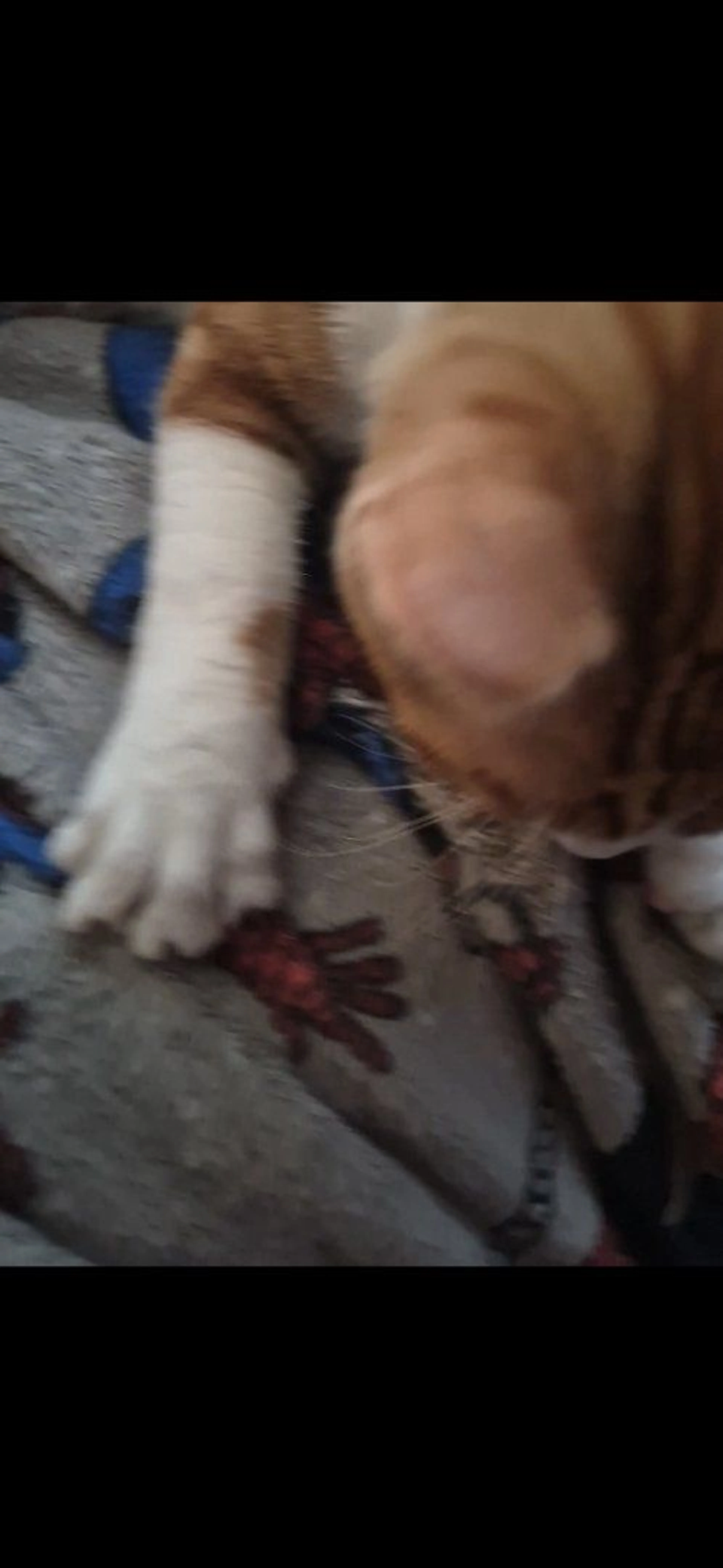 Lost pet-2