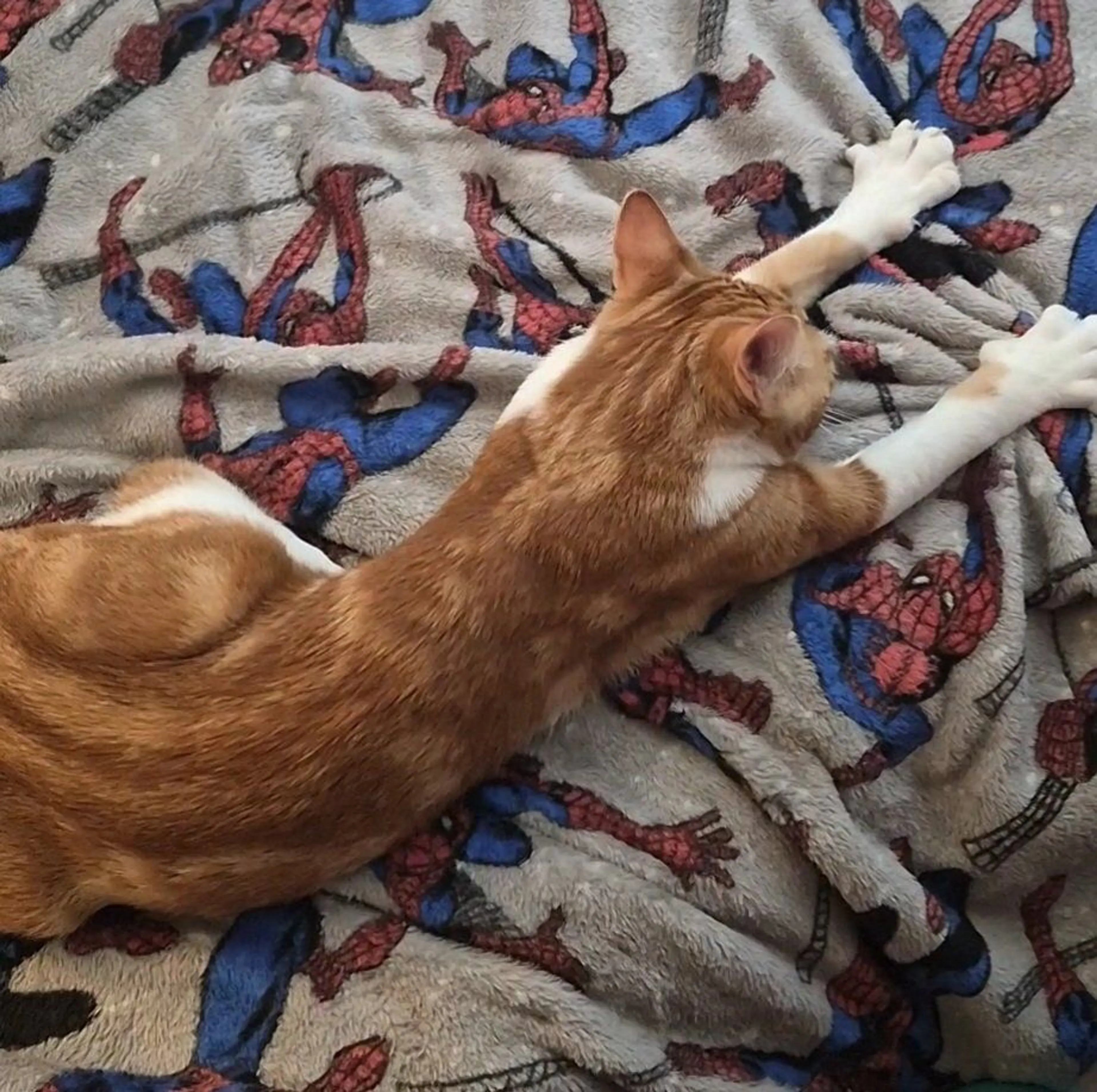 Lost pet-1