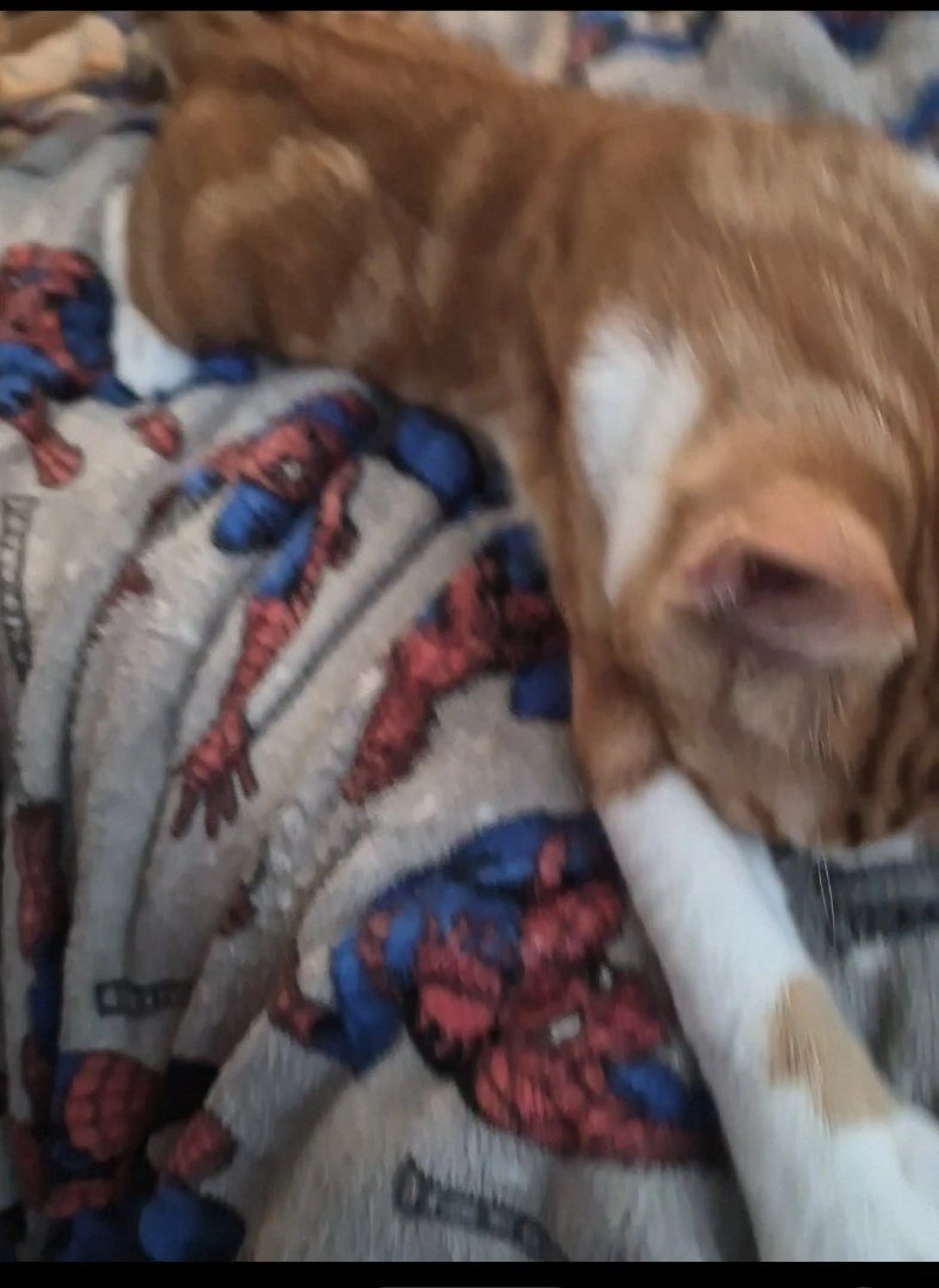 Lost pet-3