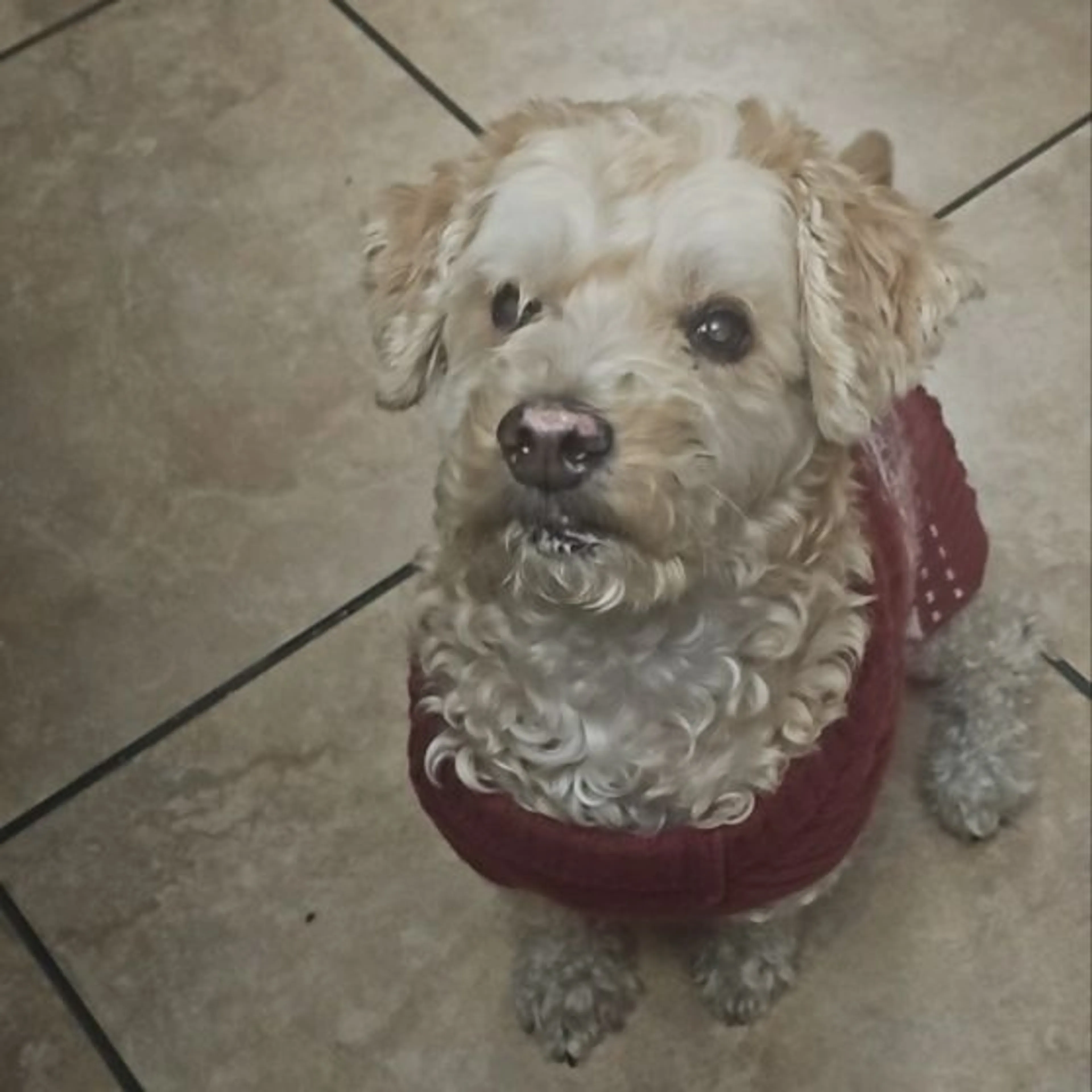 Lost pet