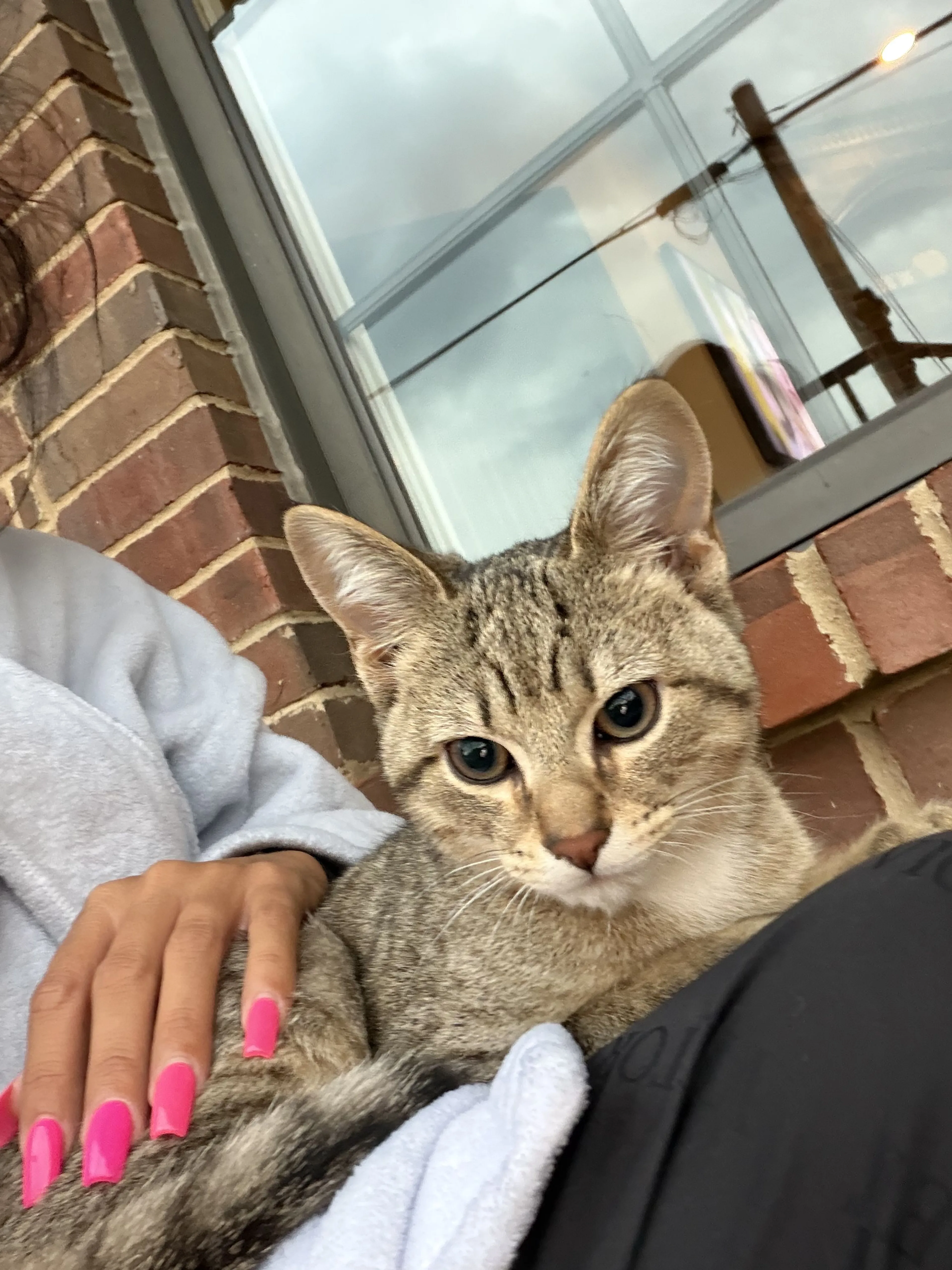 Lost pet-1