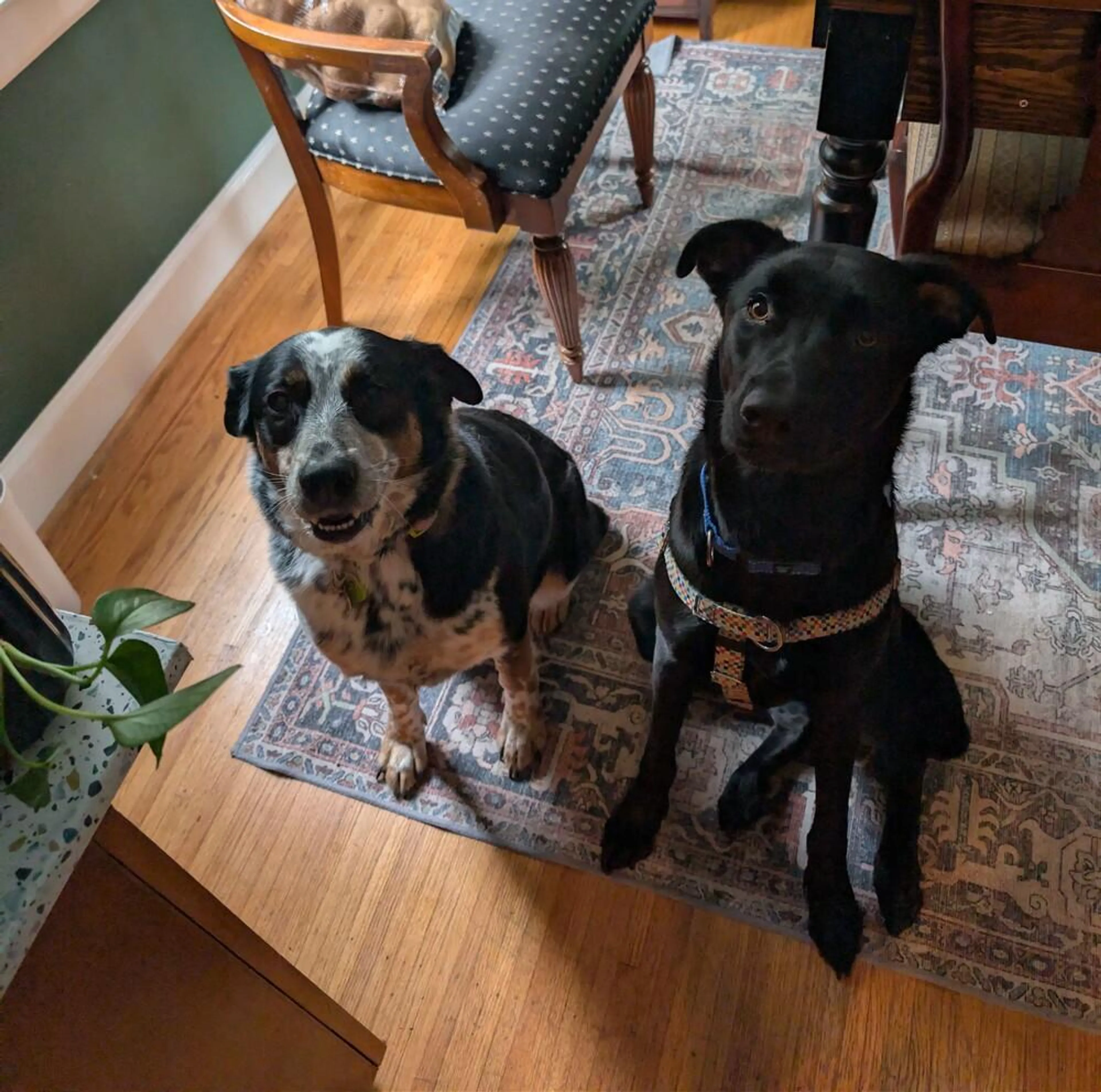 Found pet-5