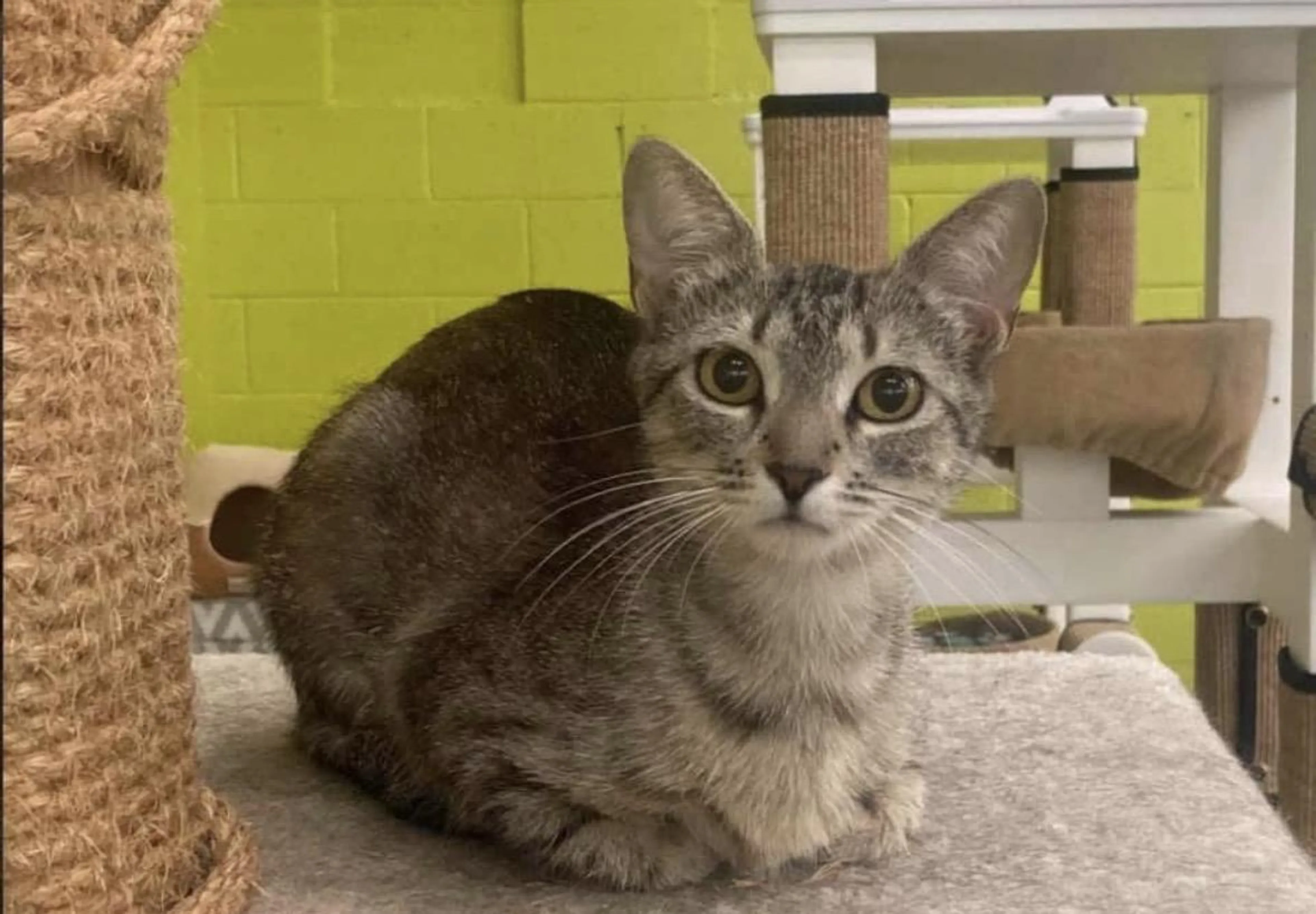 Found pet