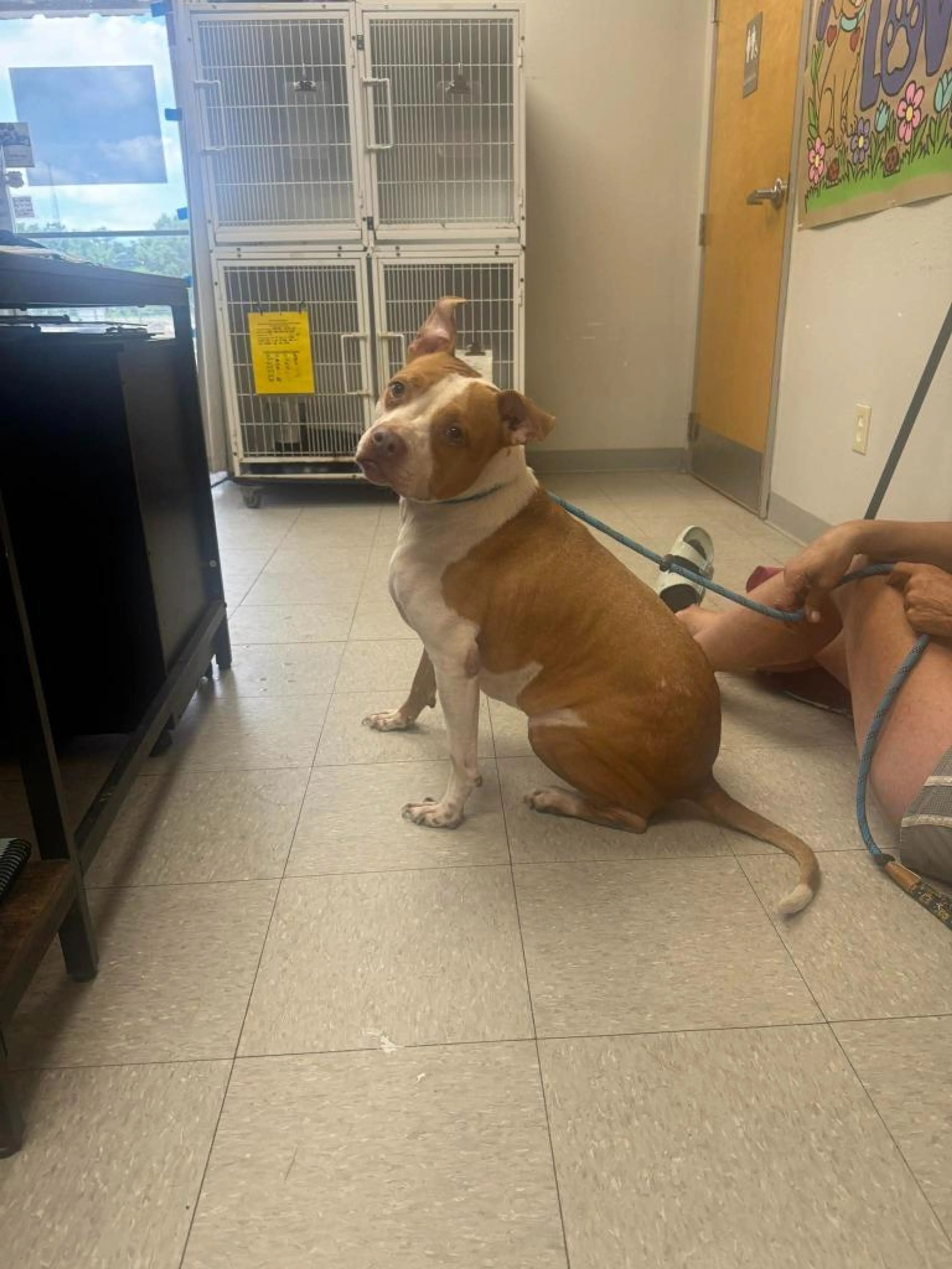 Found pet