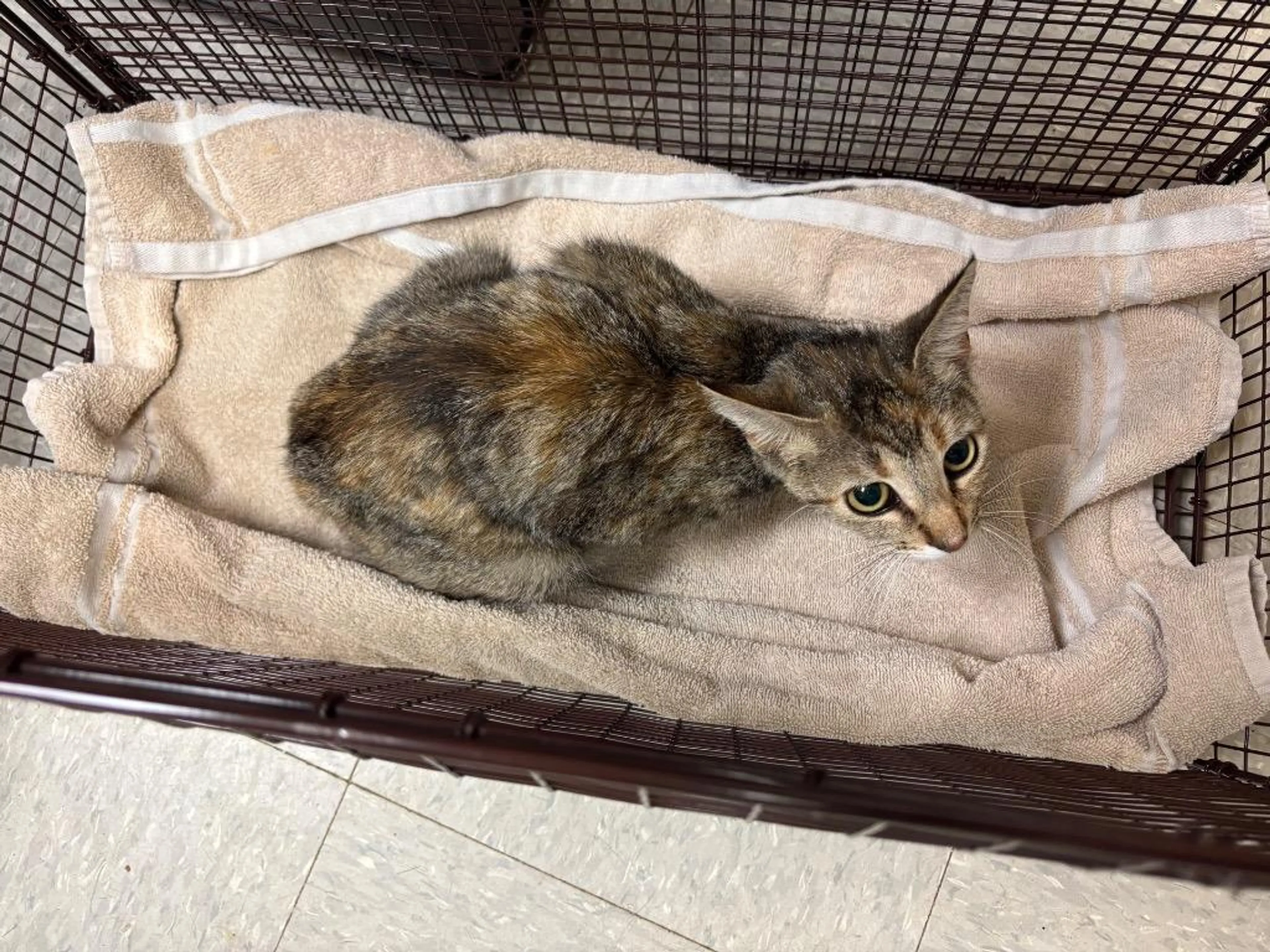 Found pet