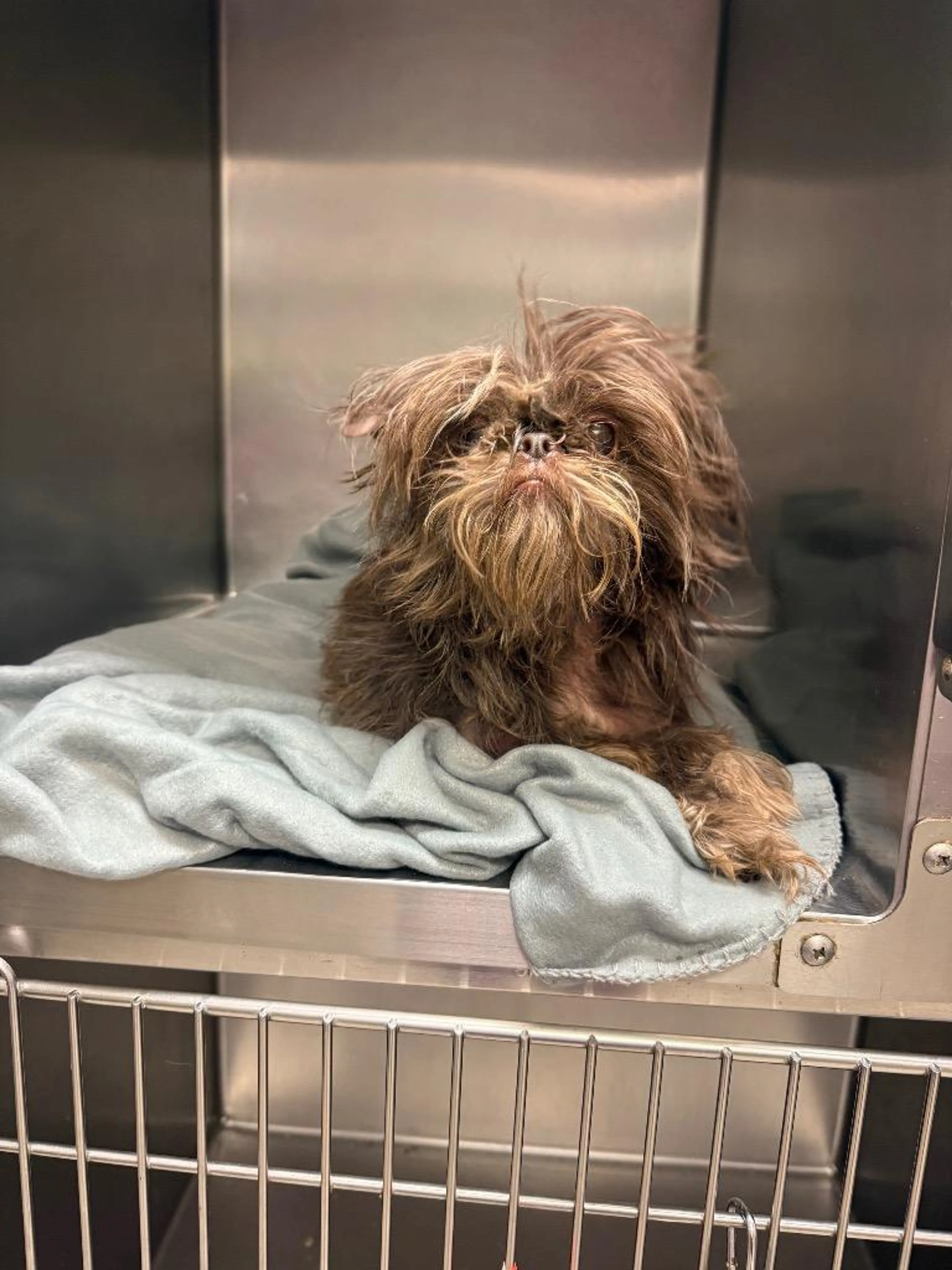 Found pet