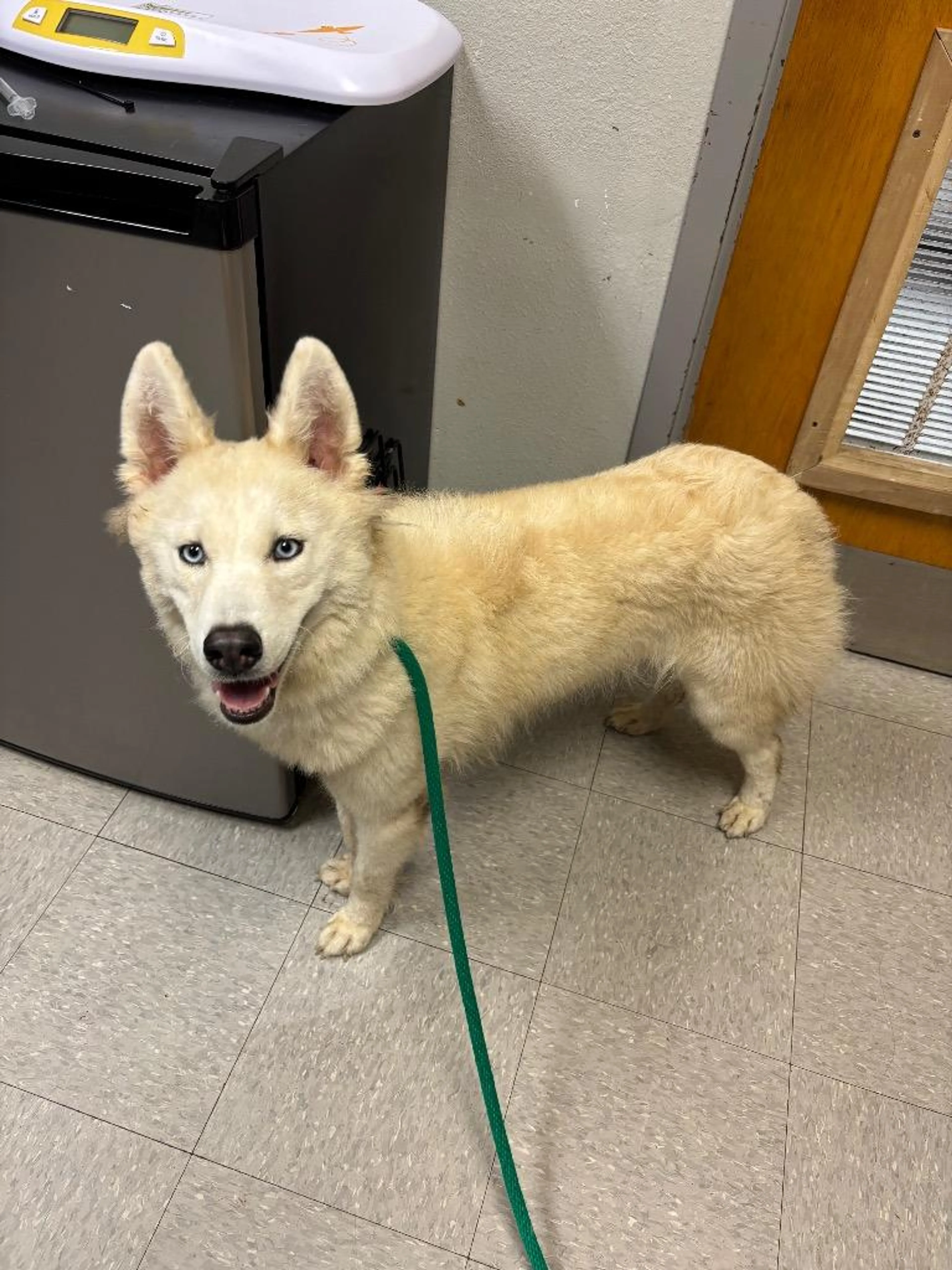 Found pet-2