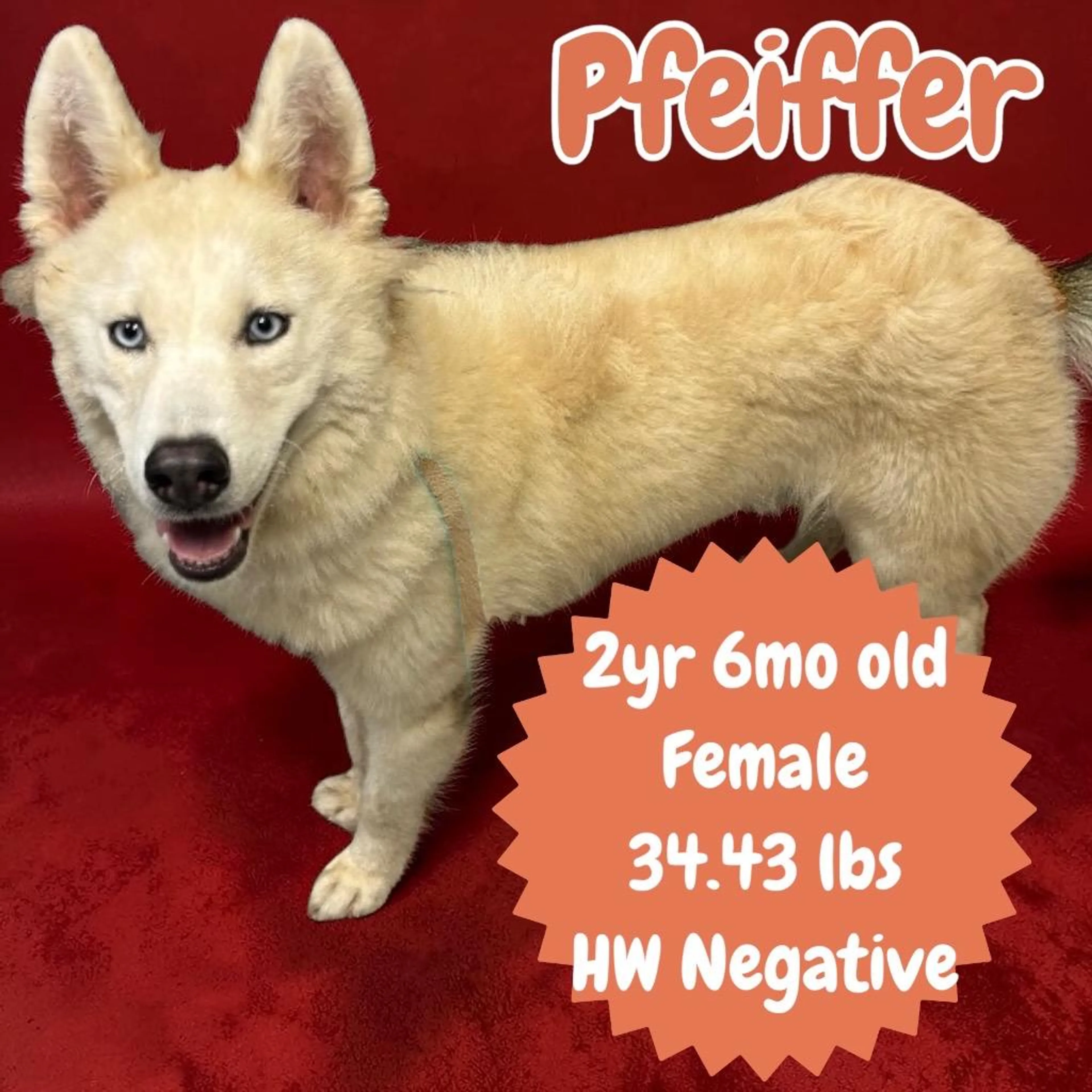 Found pet-1