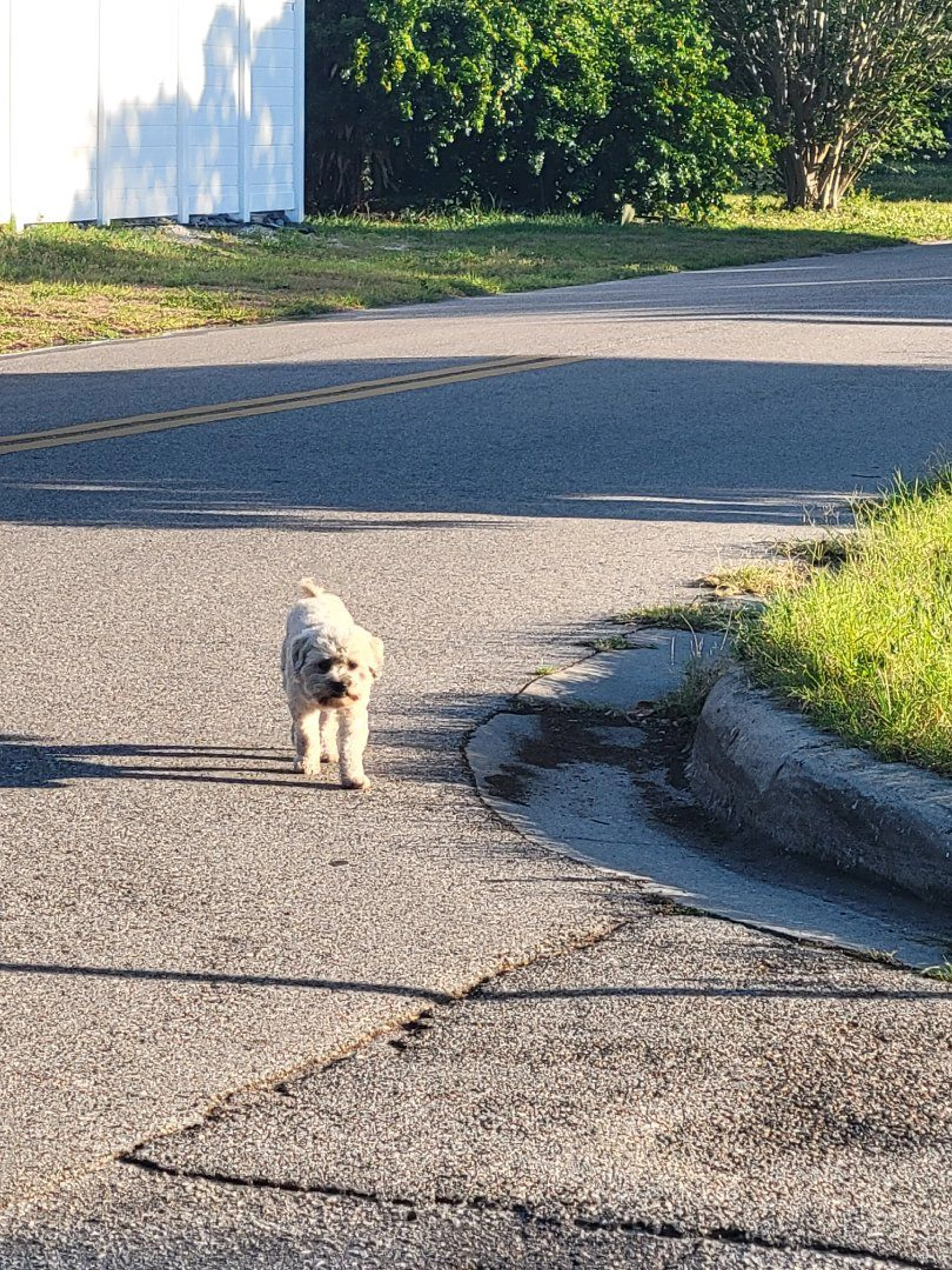 Lost pet-0