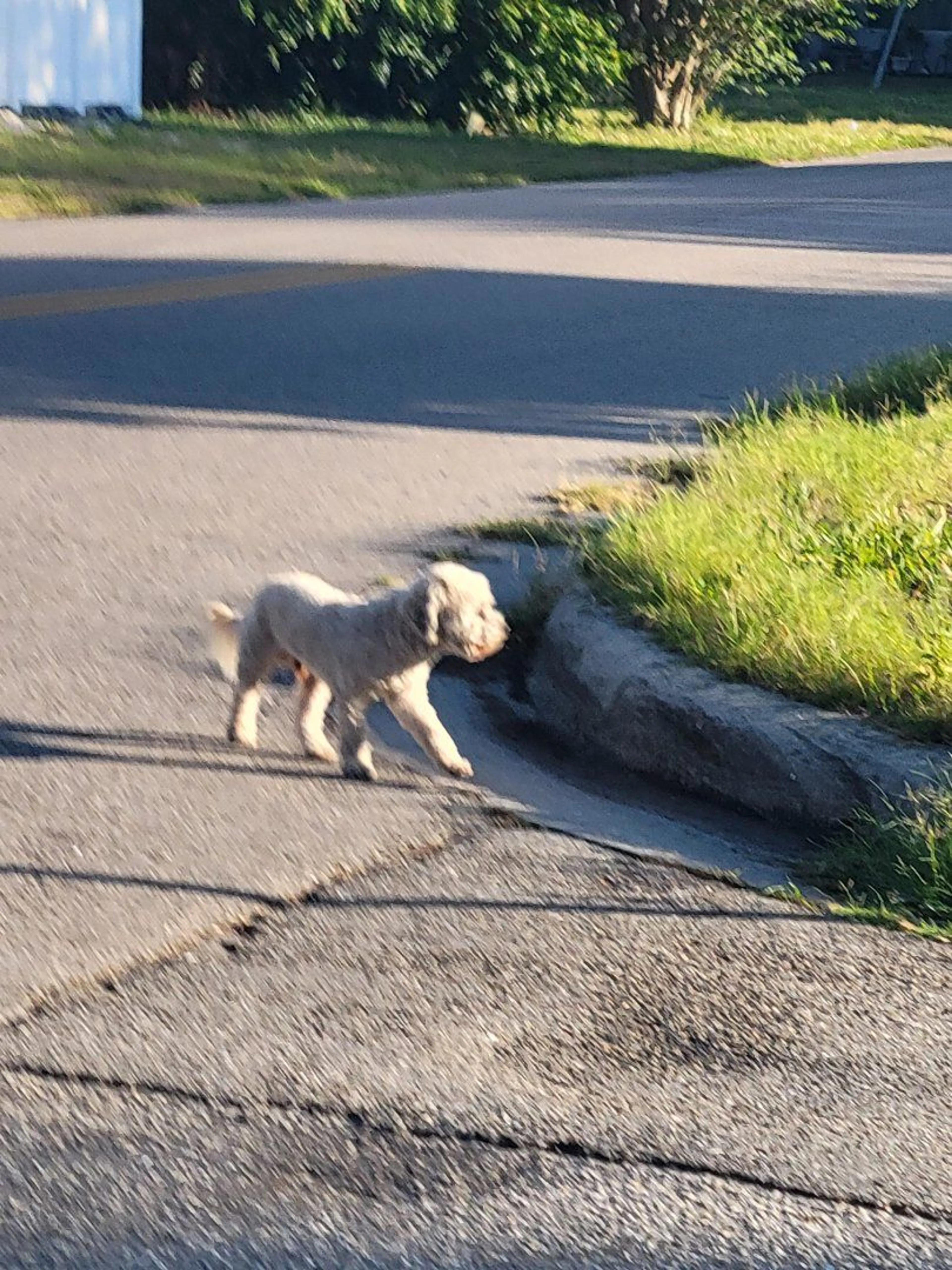 Lost pet-1