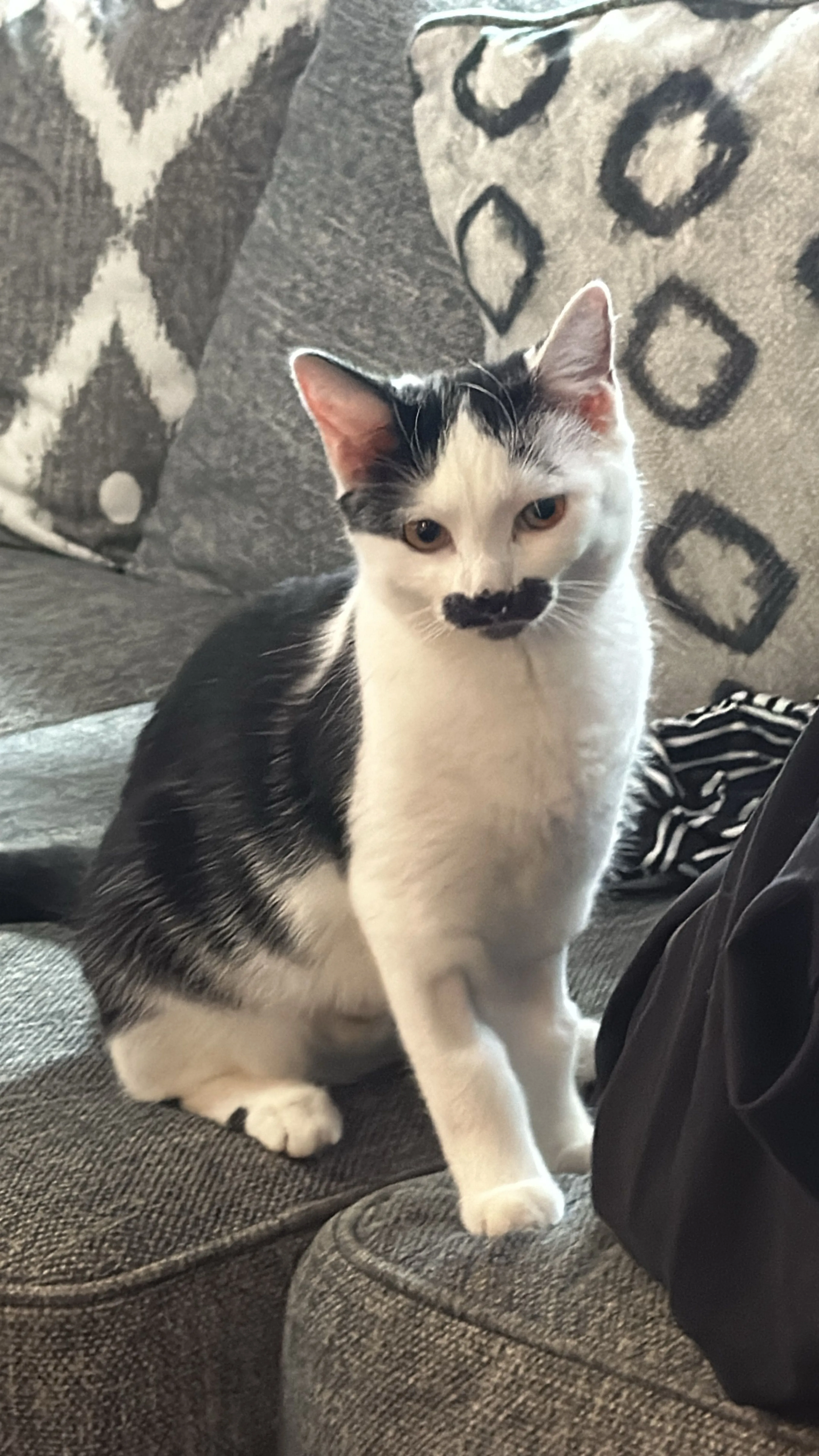 Lost pet