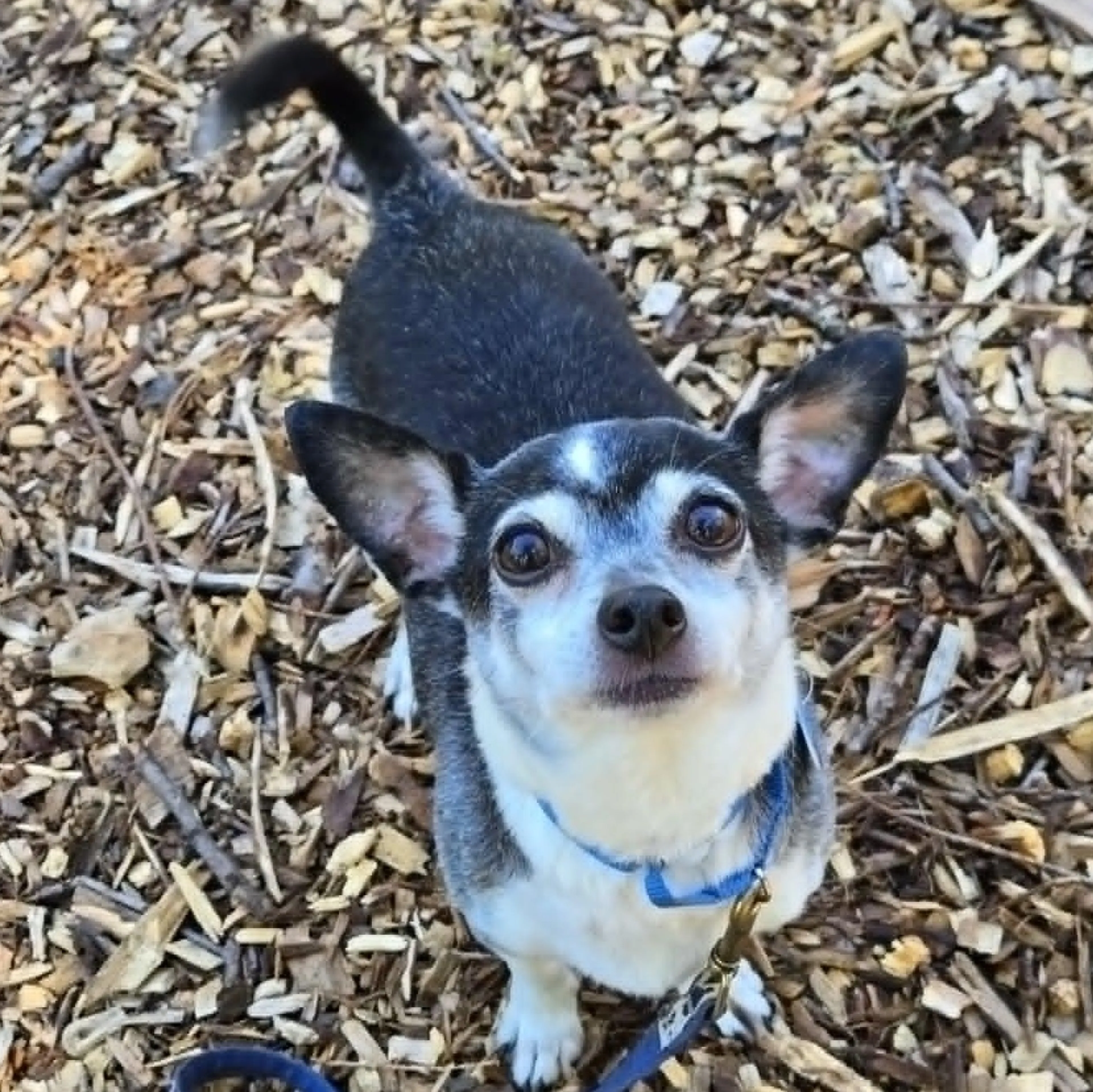 Found pet-1