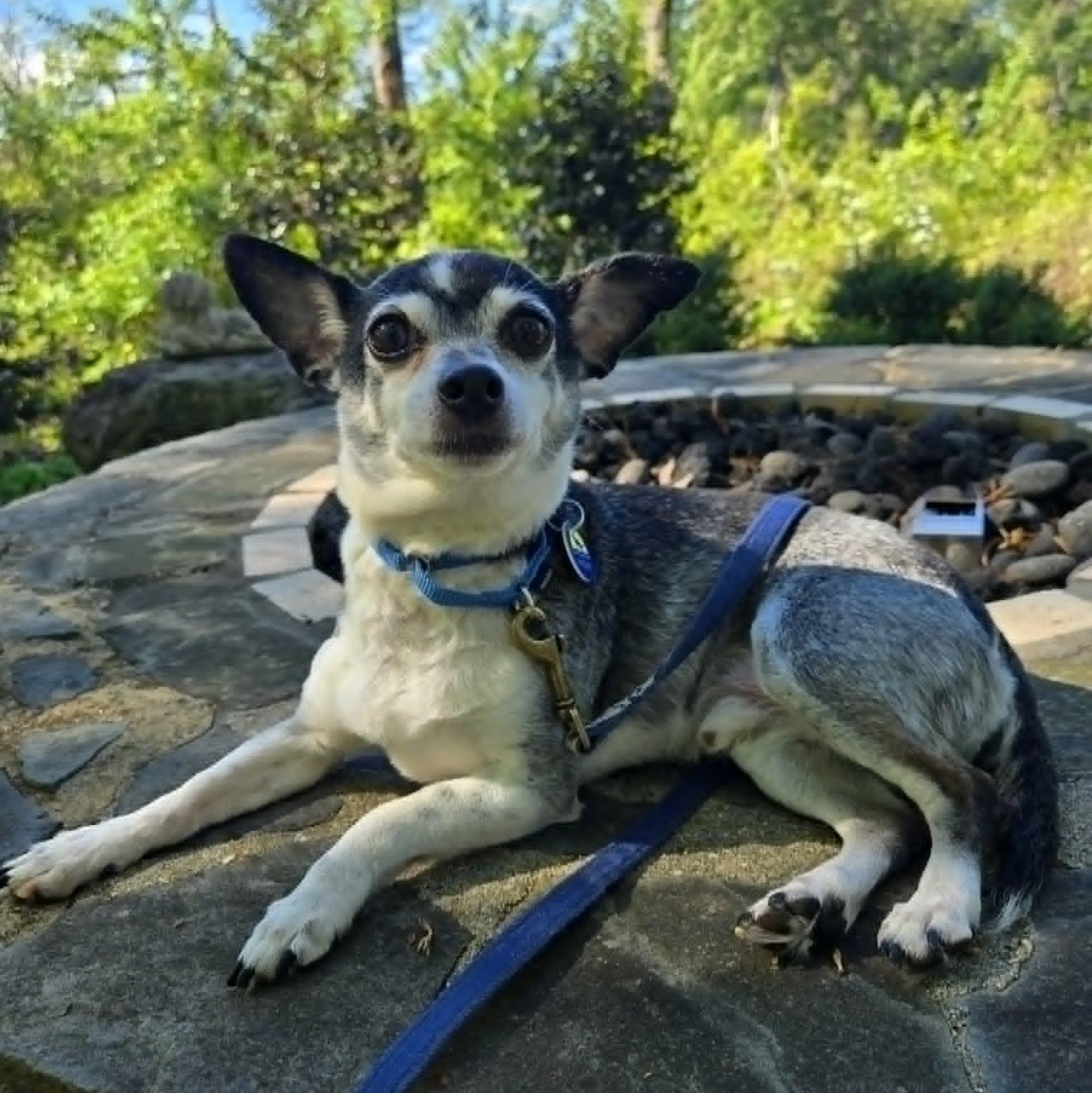 Found pet-2