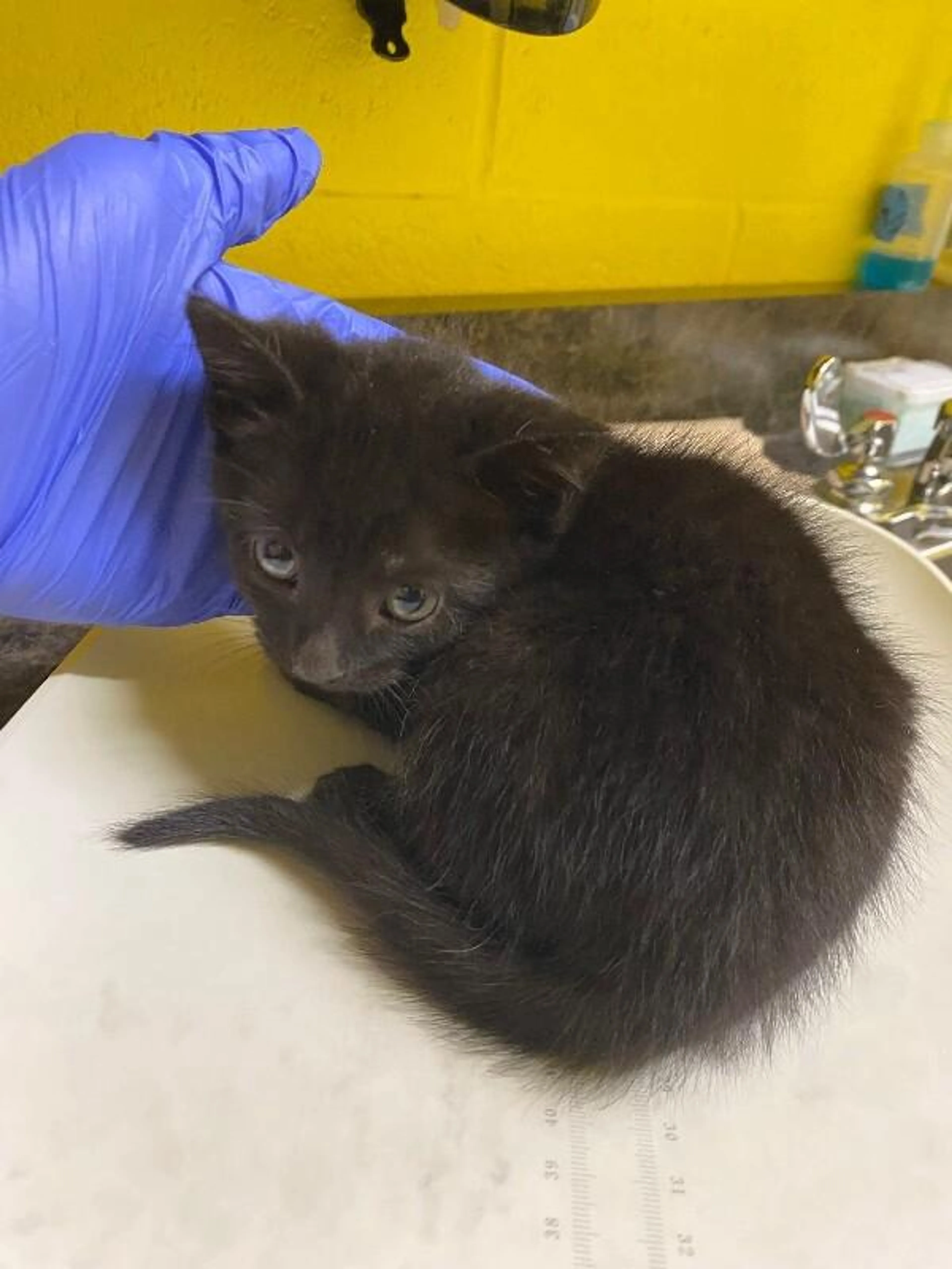 Found pet