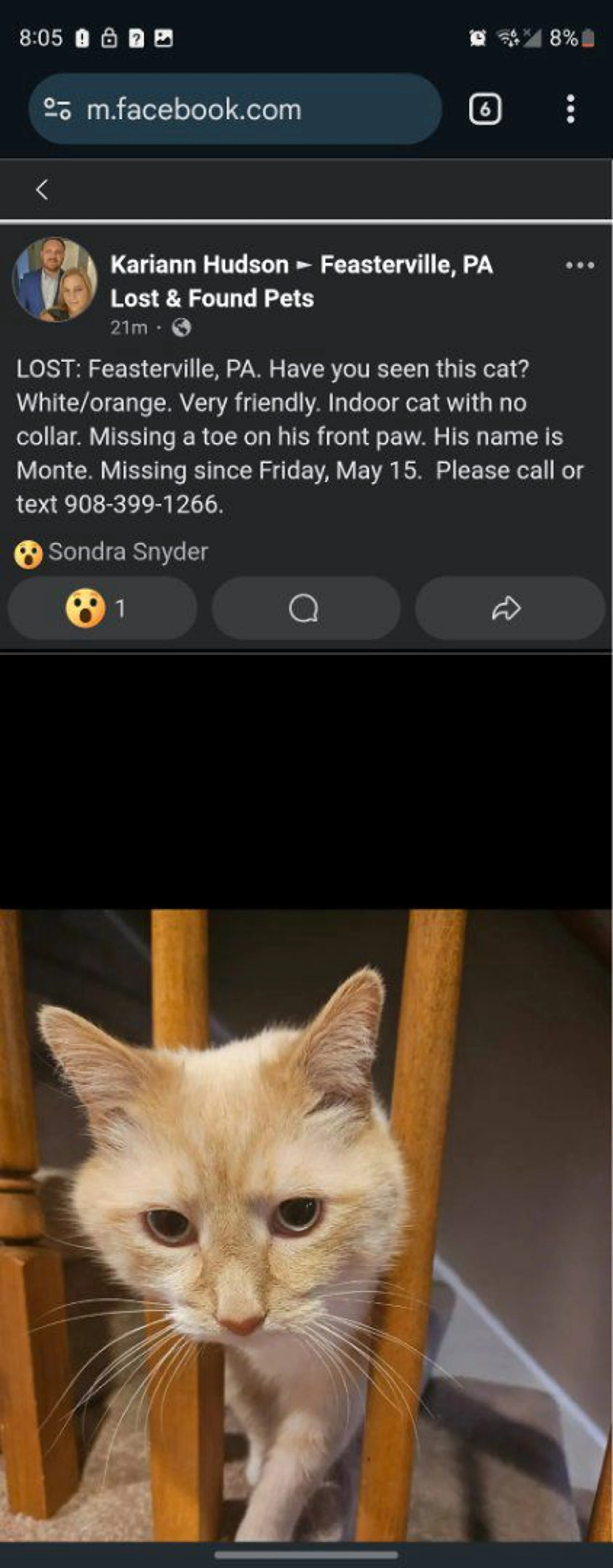 Lost pet-1