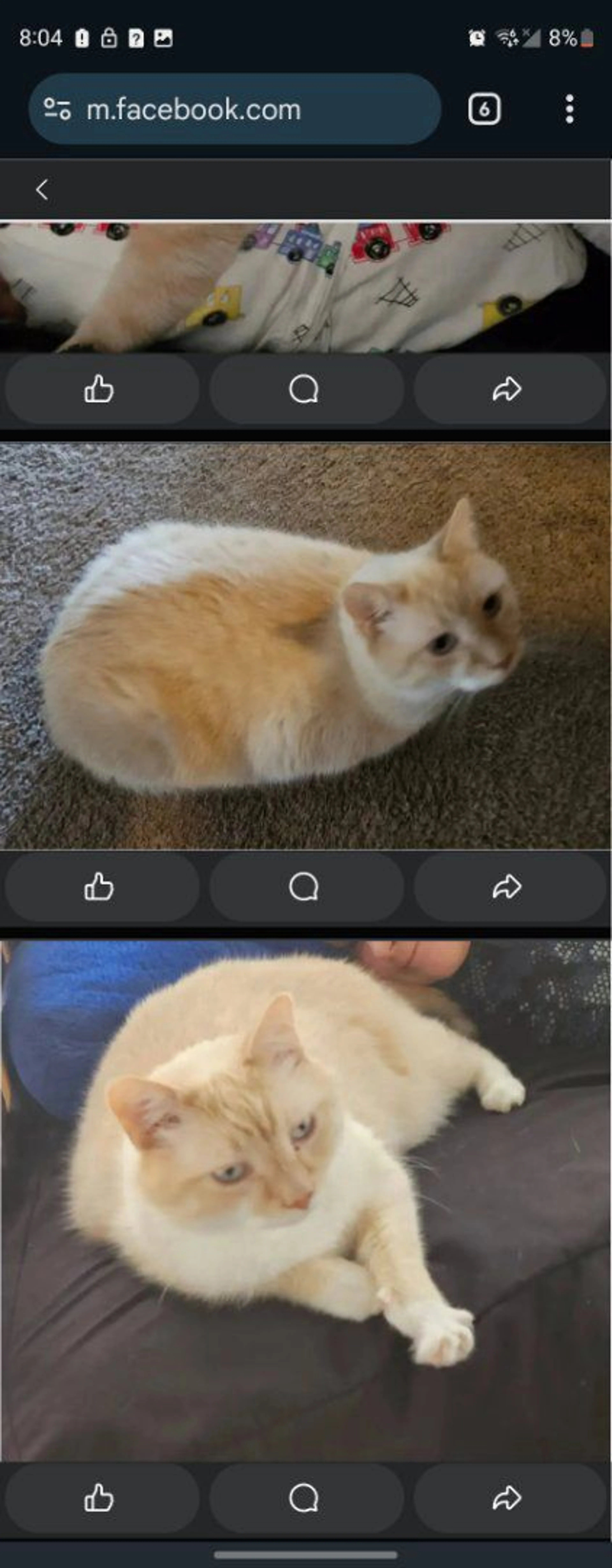 Lost pet-0