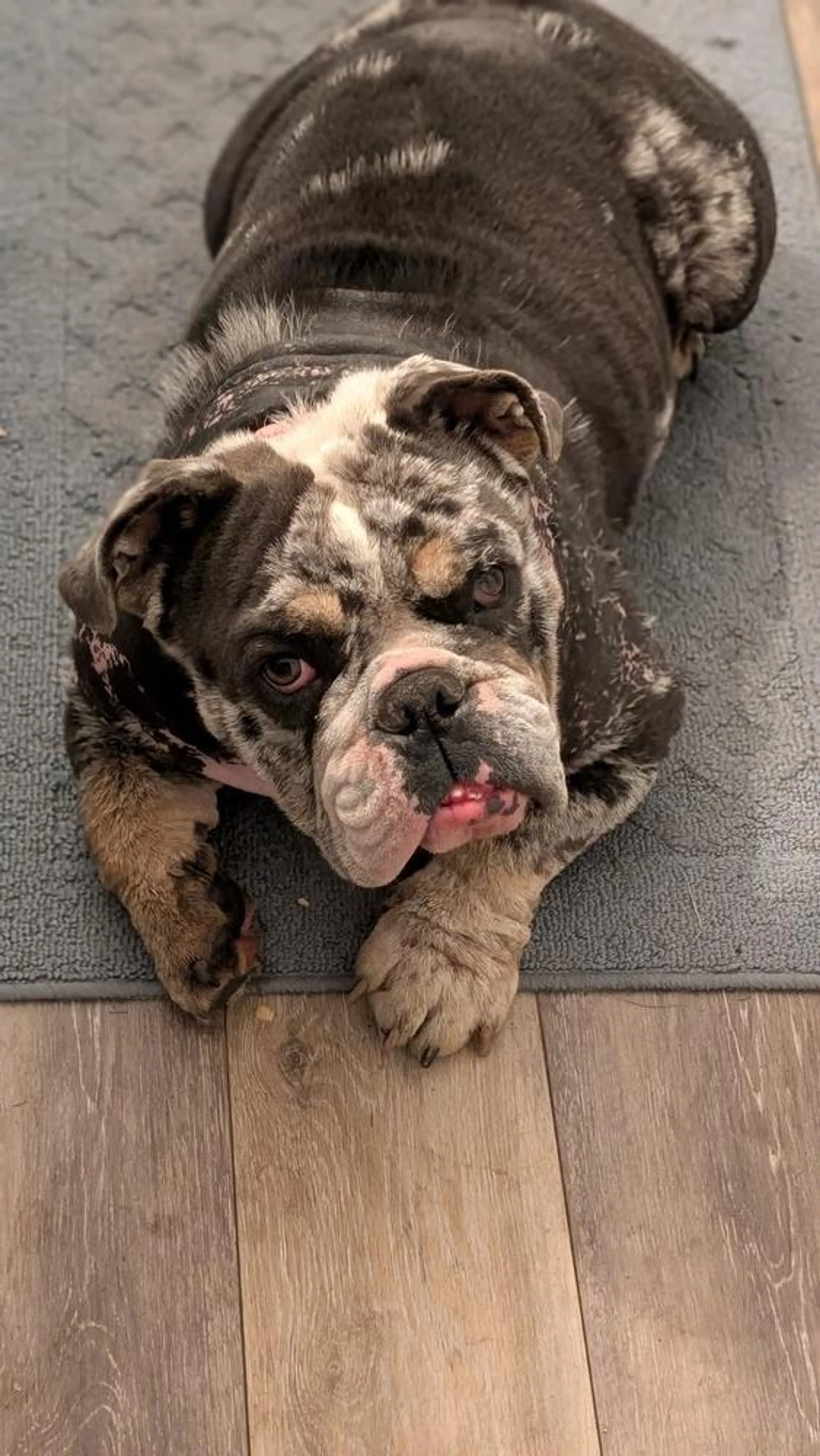 Found pet-3