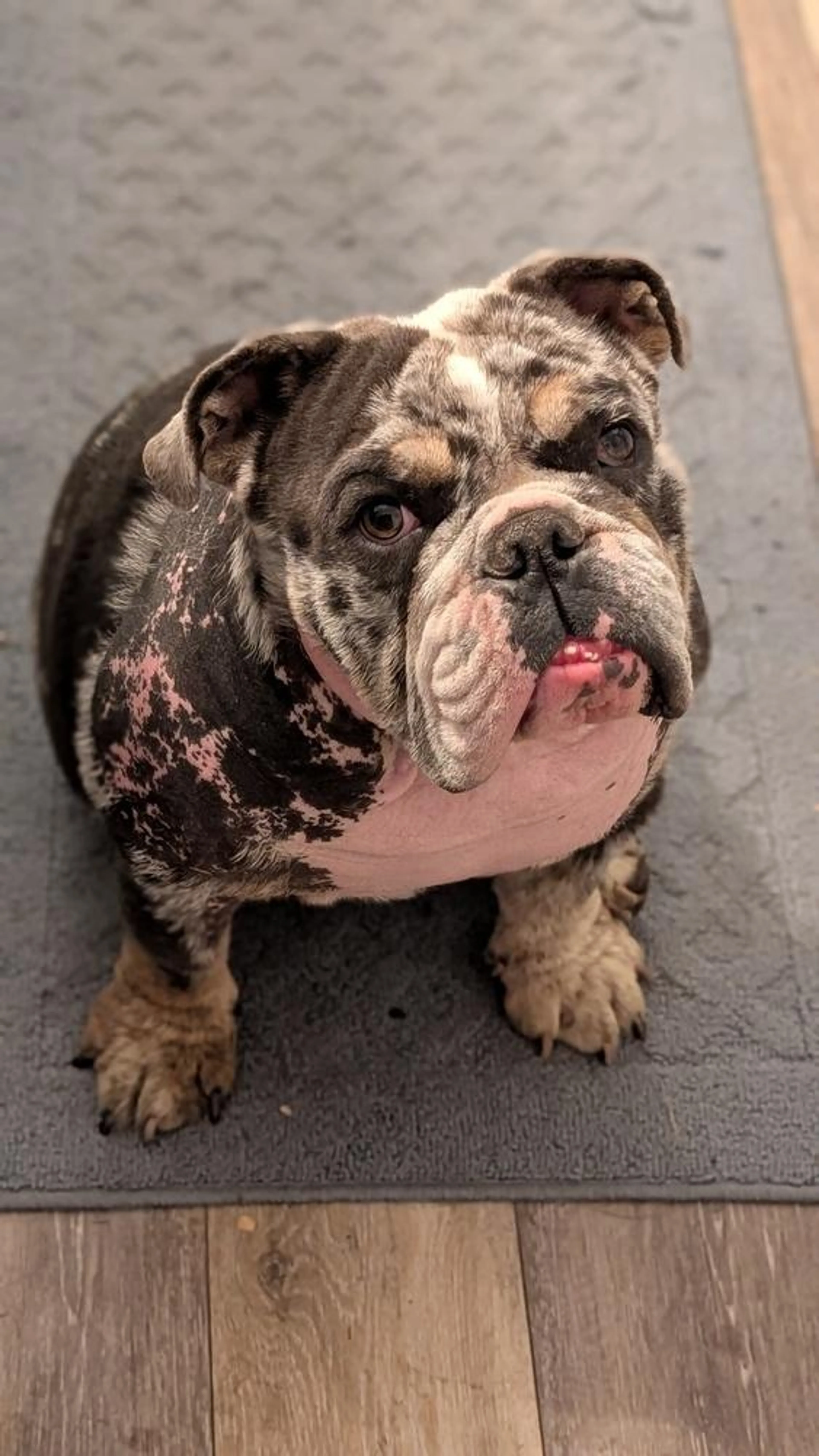 Found pet-1