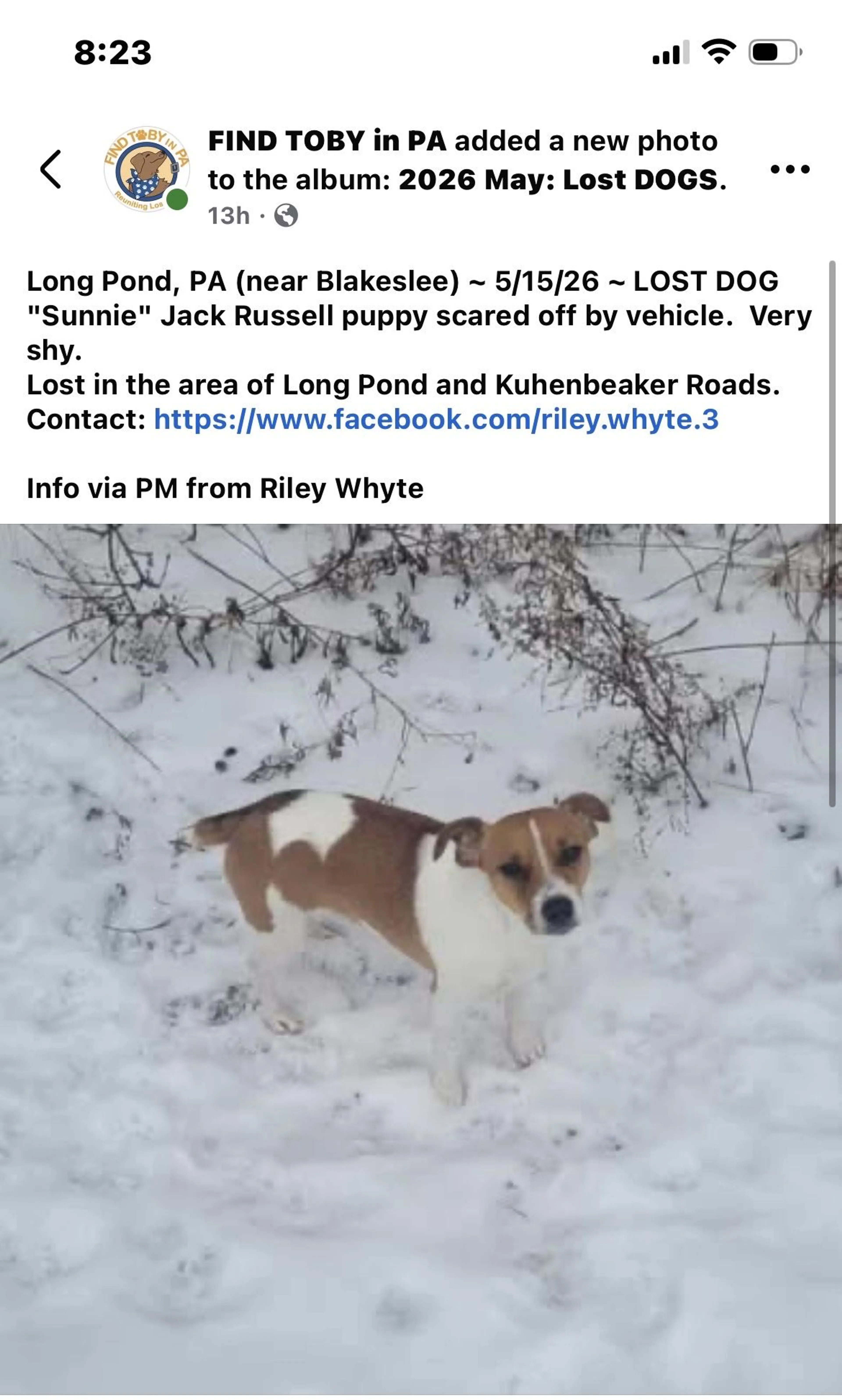 Lost pet