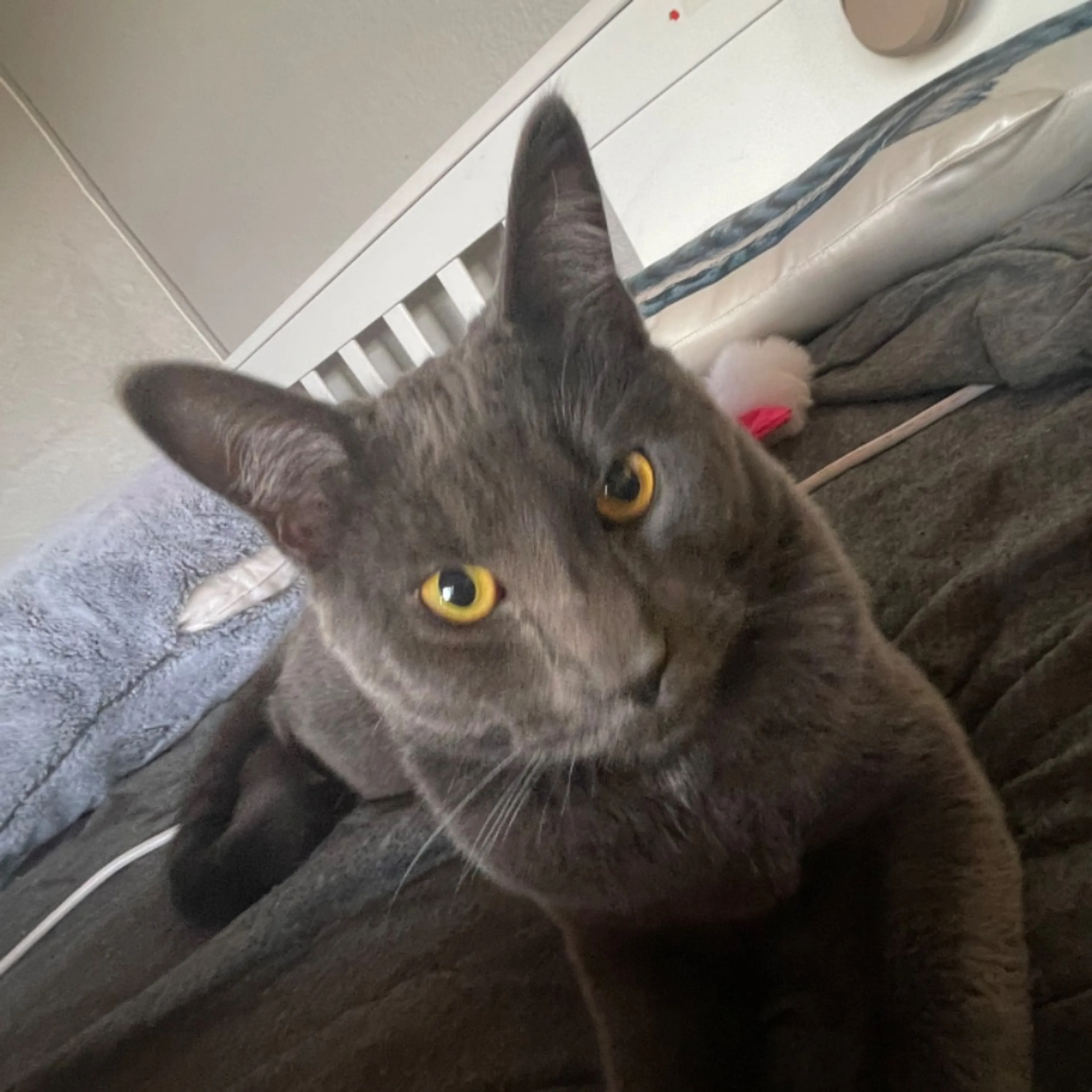 Lost pet