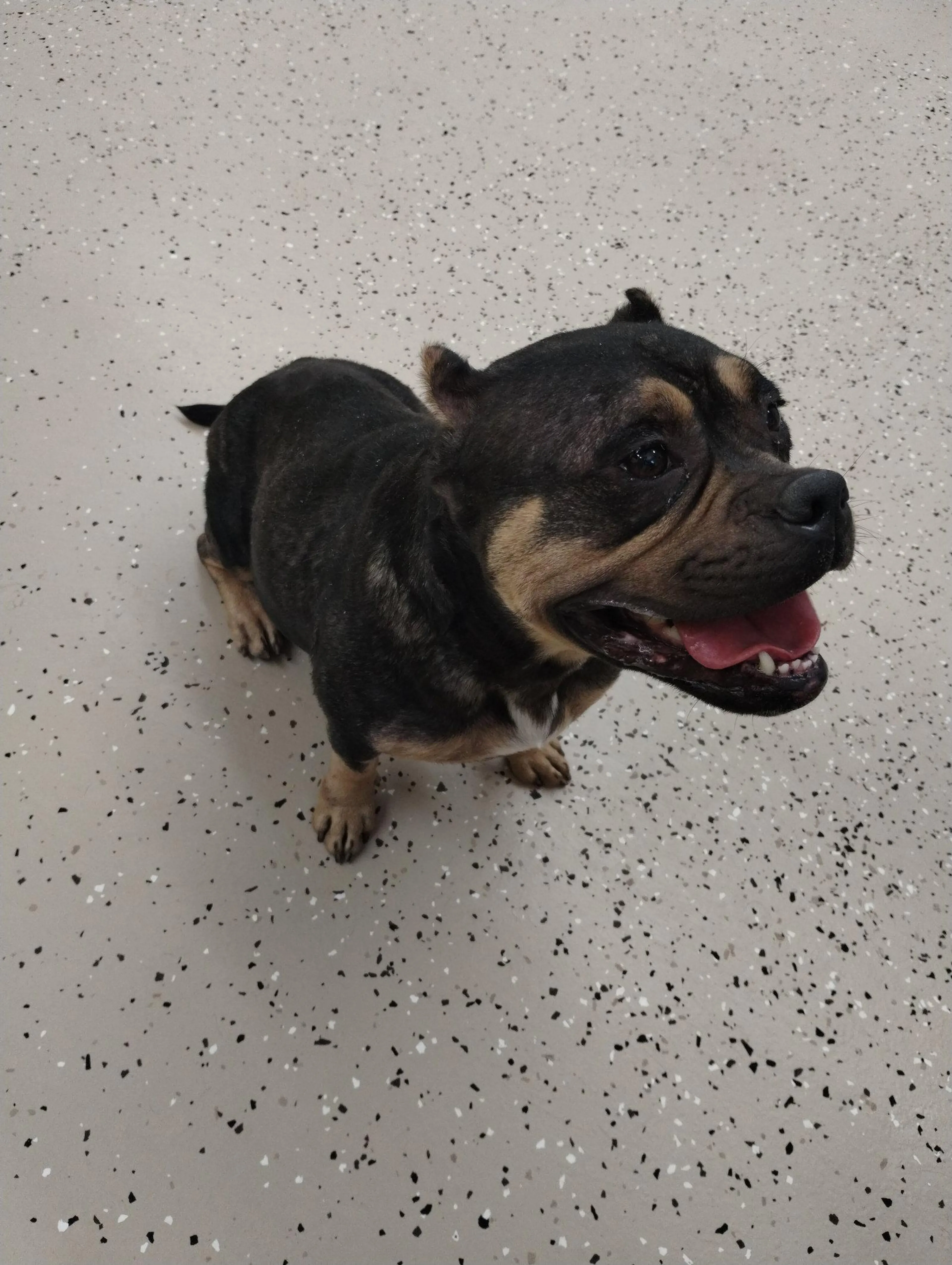 Found pet-1
