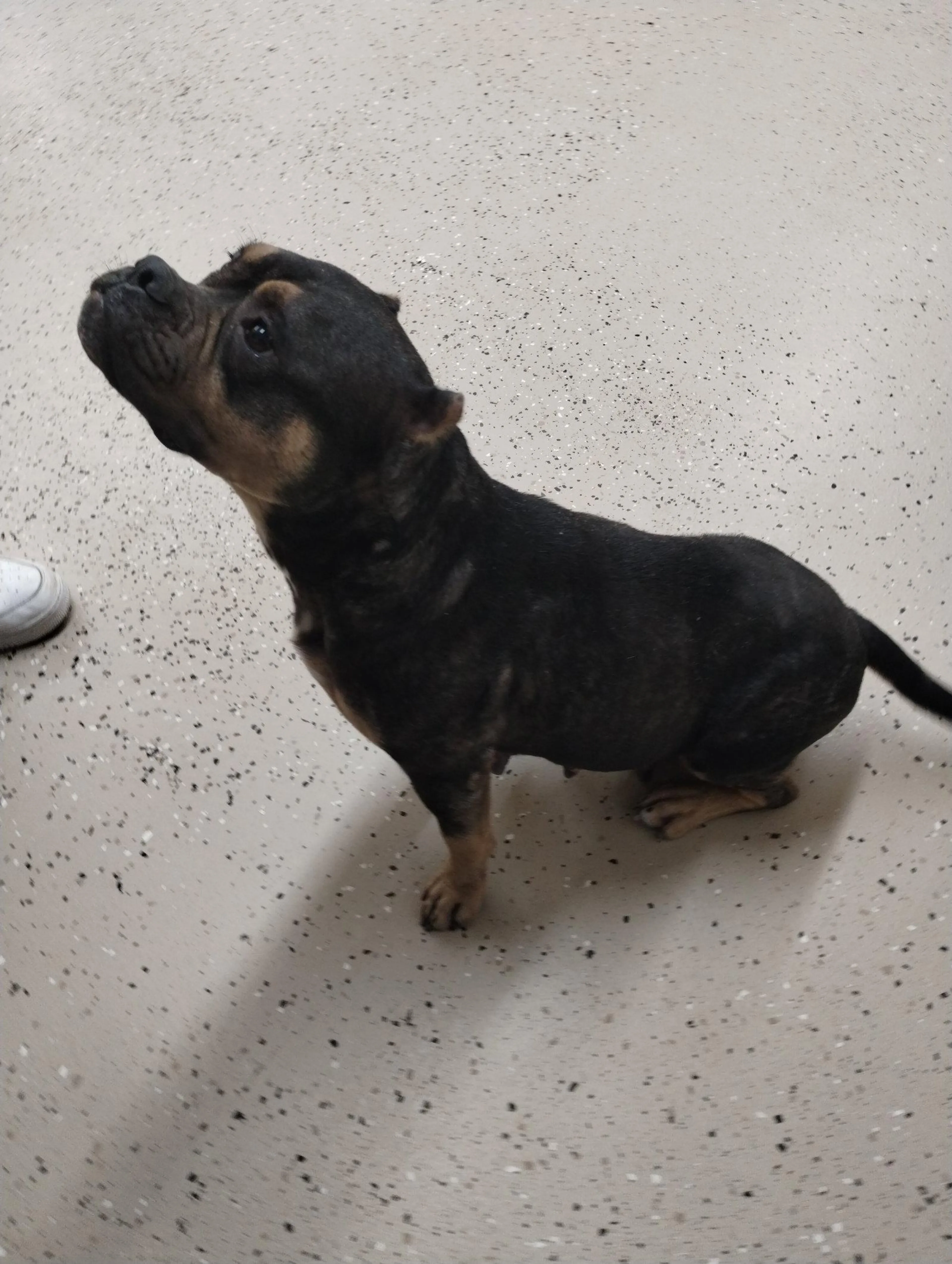 Found pet-2